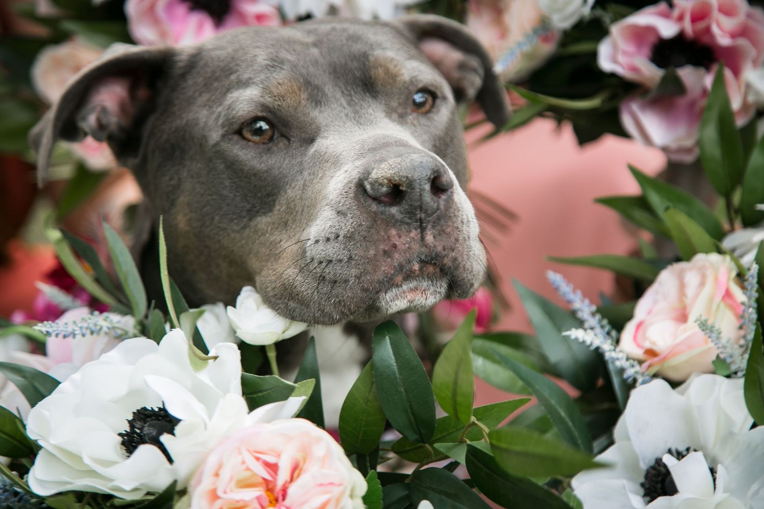 A gray pit bull dog surrounded by pink and white flowers looking directly at camera.