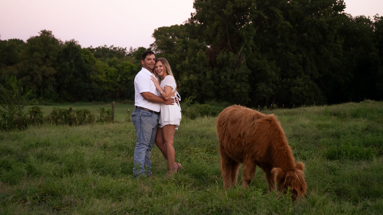 A couple embraces in a meadow while a brown Highland cow grazes nearby at dusk.