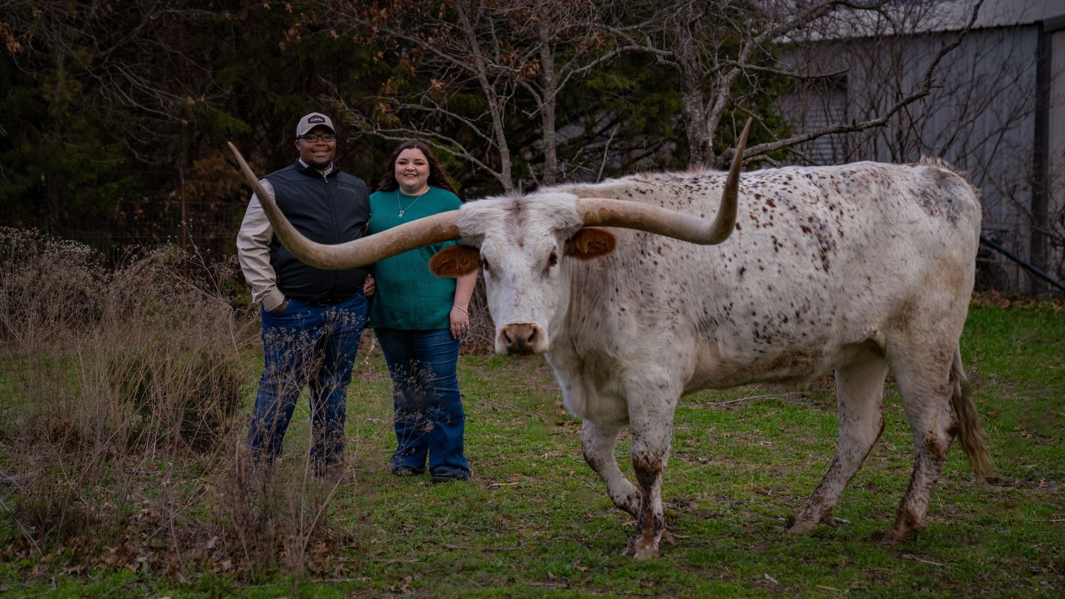 An impressive white longhorn steer with wide horns standing in a grassy field.