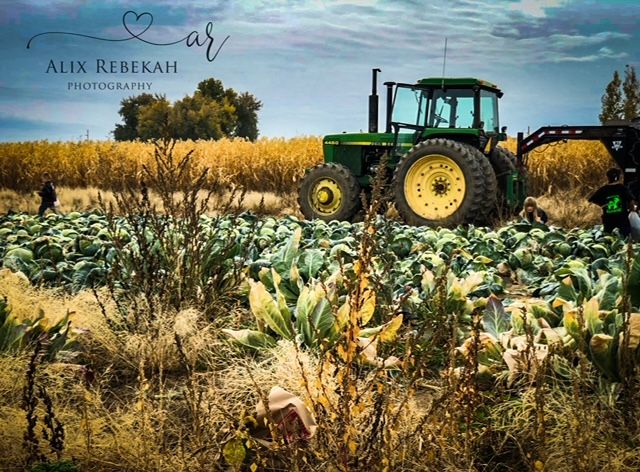 Green John Deere tractor in field of corn and sunflowers during golden hour.