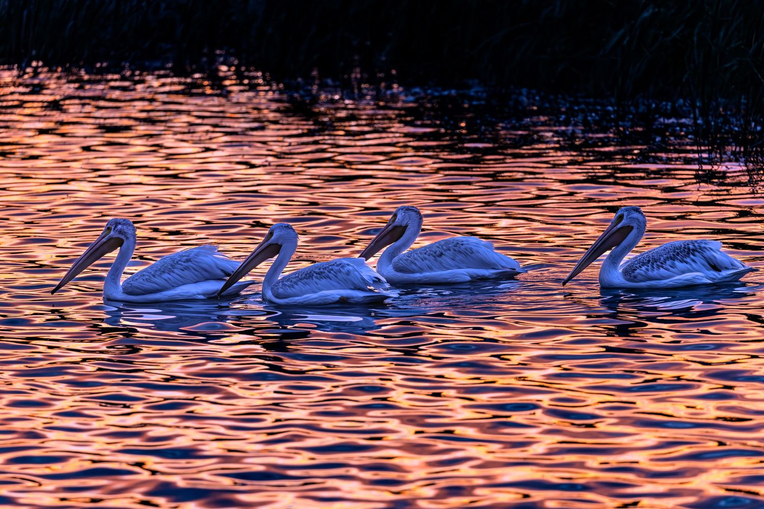 Pelicans swimming in a lake during sunset with orange reflections on the water.