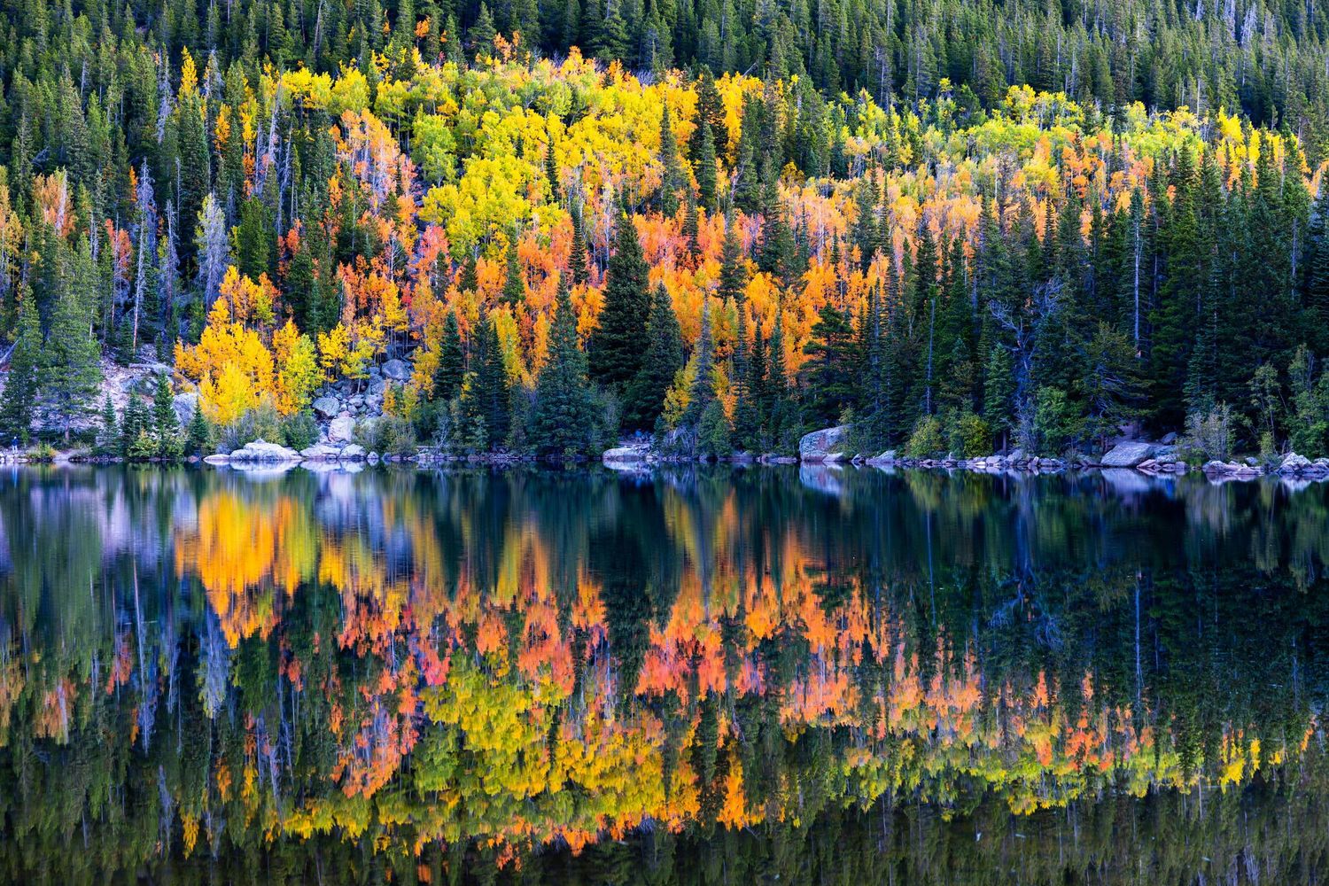 Colorful fall foliage perfectly reflected in a still mountain lake surrounded by evergreen forest.