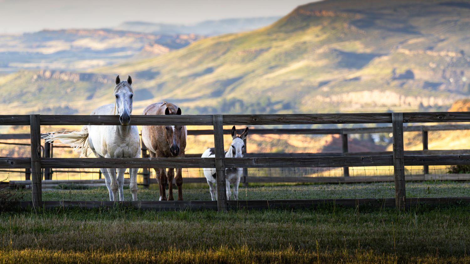 Horses graze along a wooden fence with mountains in the background at dusk.
