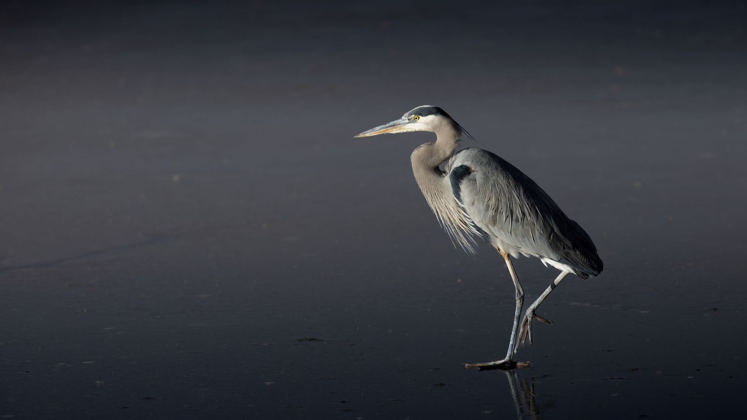 Silhouettes of herons standing in water against a dark moody background.