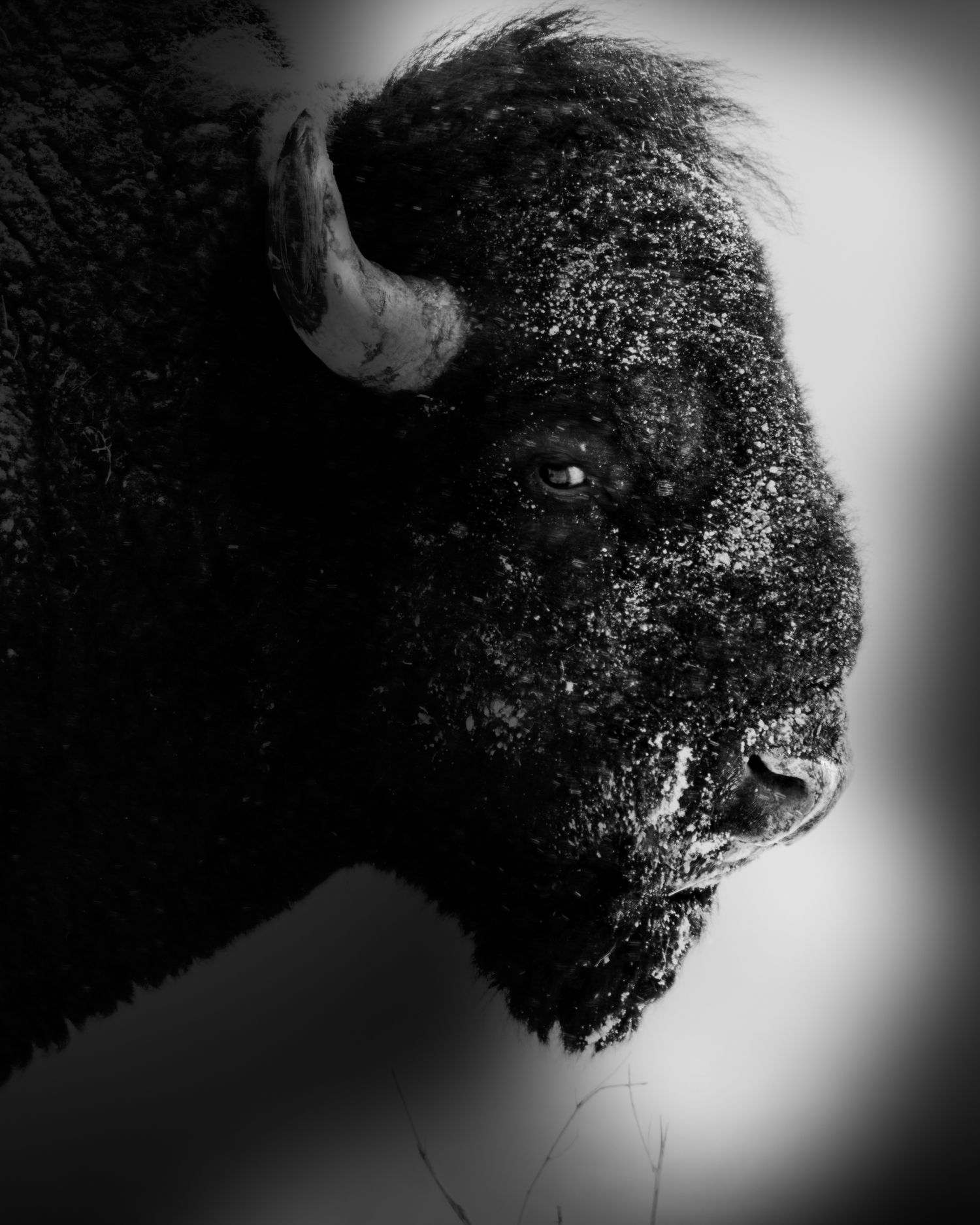Close-up profile of black buffalo head with textured fur in monochrome.