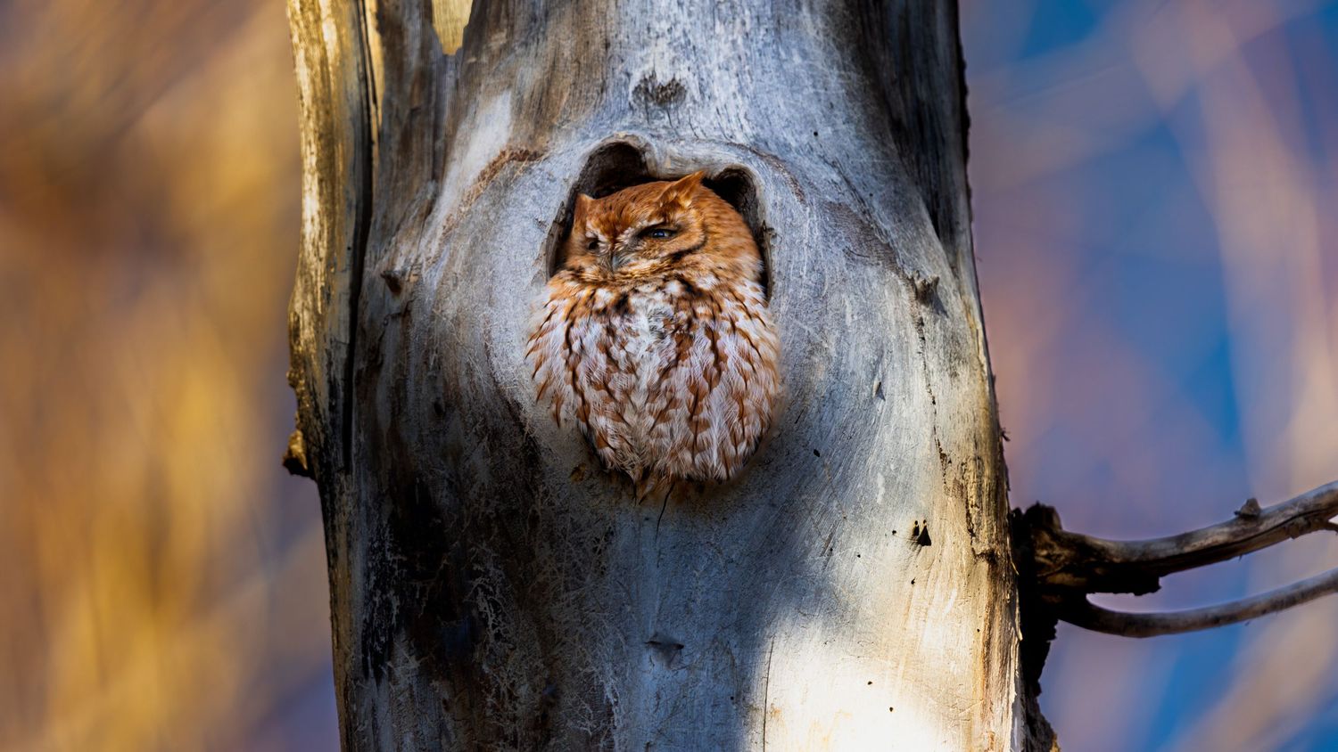 An owl peering out from a hole in a weathered tree trunk.