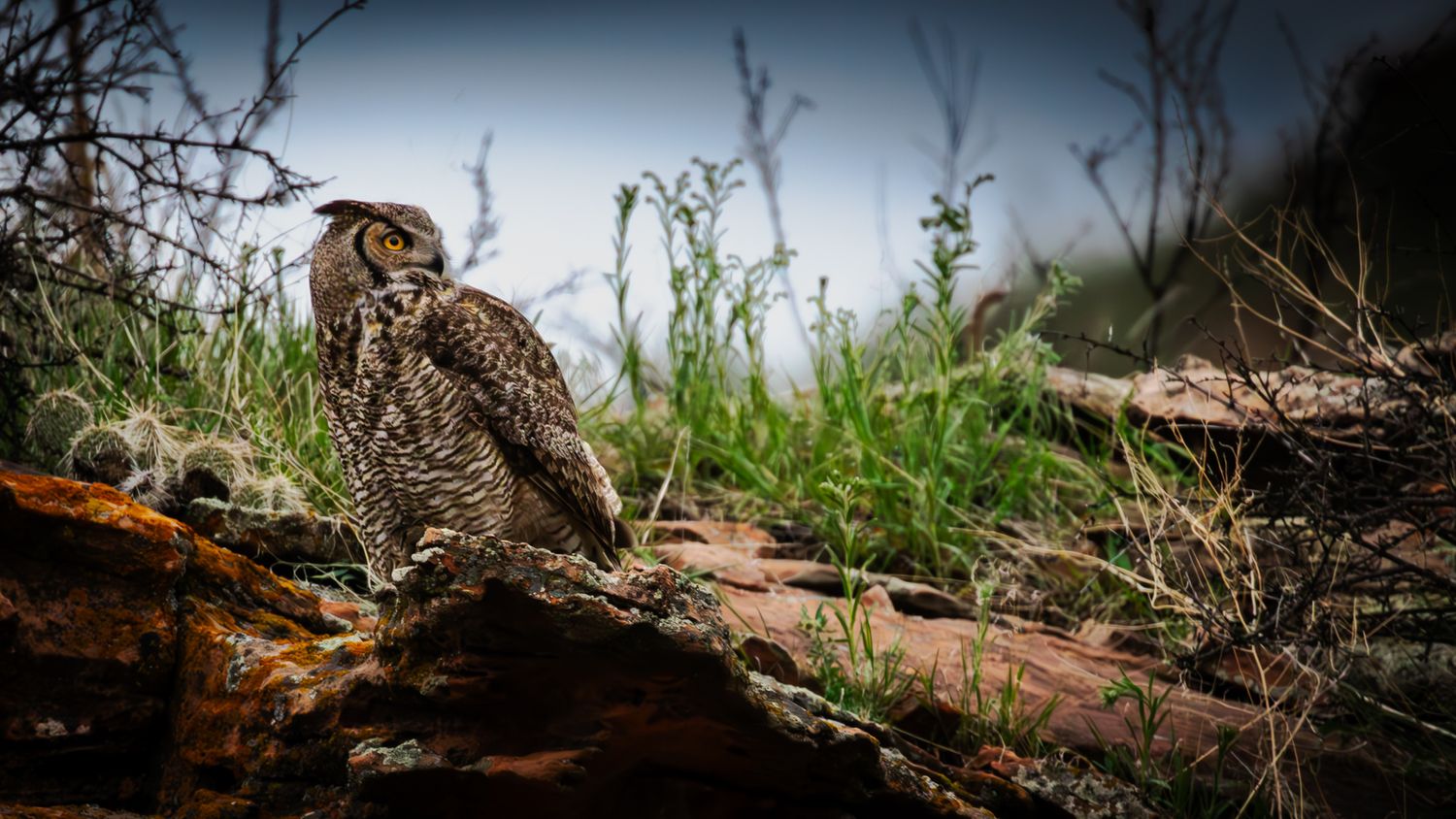 Great Horned owl camouflaged among branches and grass in natural habitat.