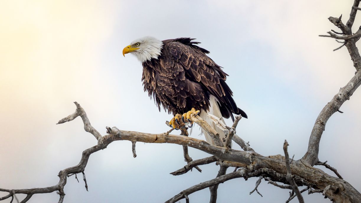 Bald eagle perched on bare tree branch against cloudy sky.