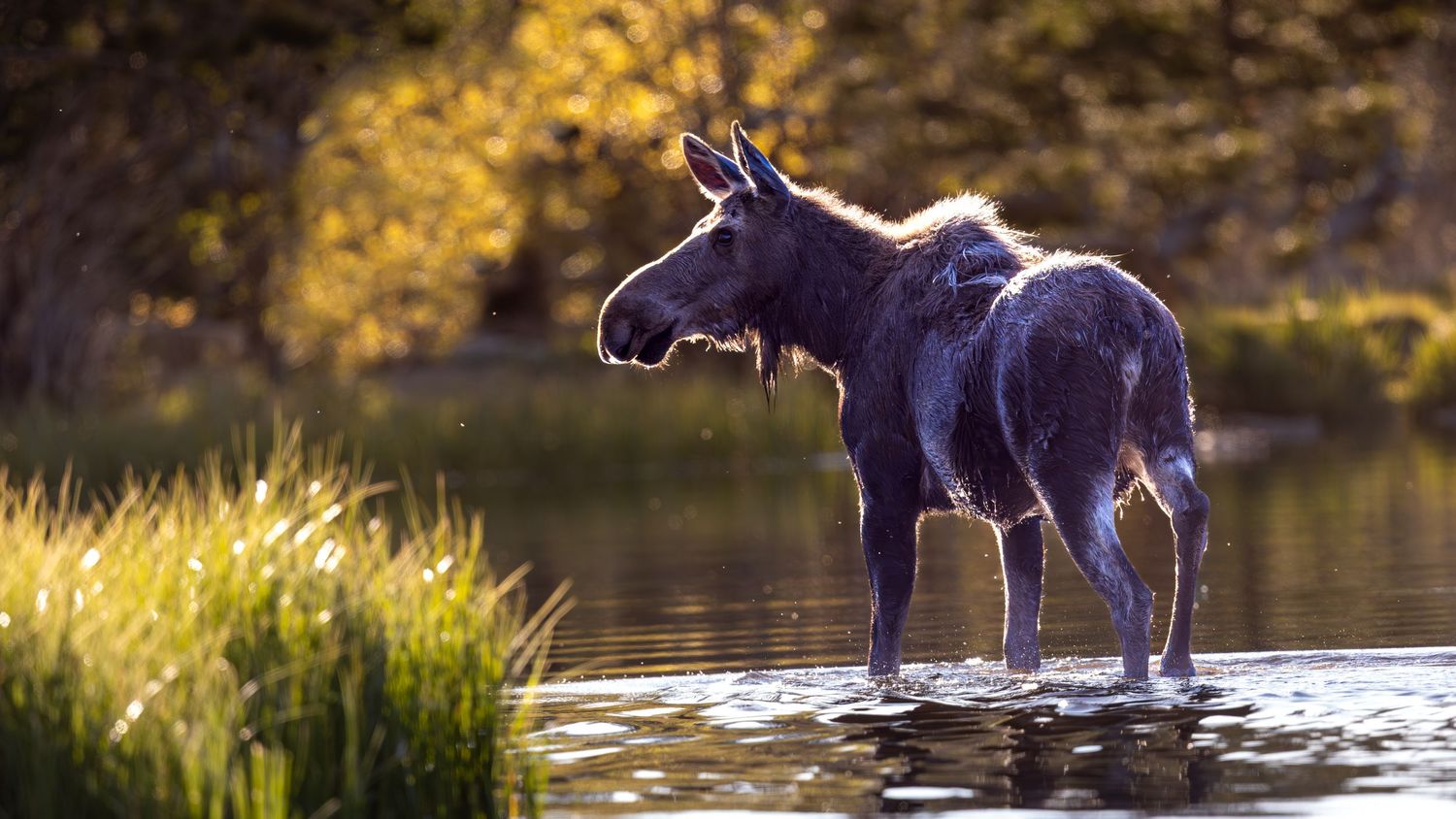 Moose wading through autumn-colored river waters in wilderness setting.