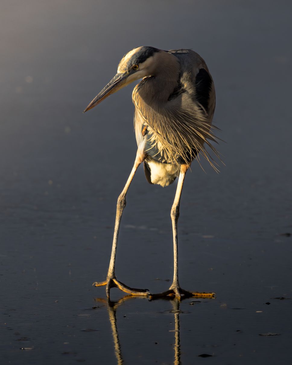 Great blue heron wading in shallow water at dusk.