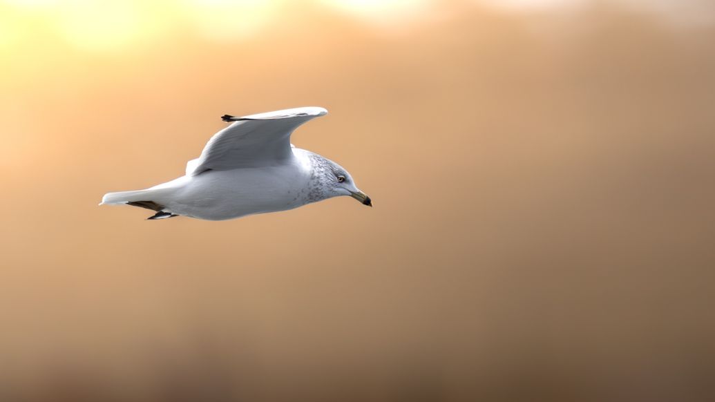 White seagull soaring through orange sunset sky.
