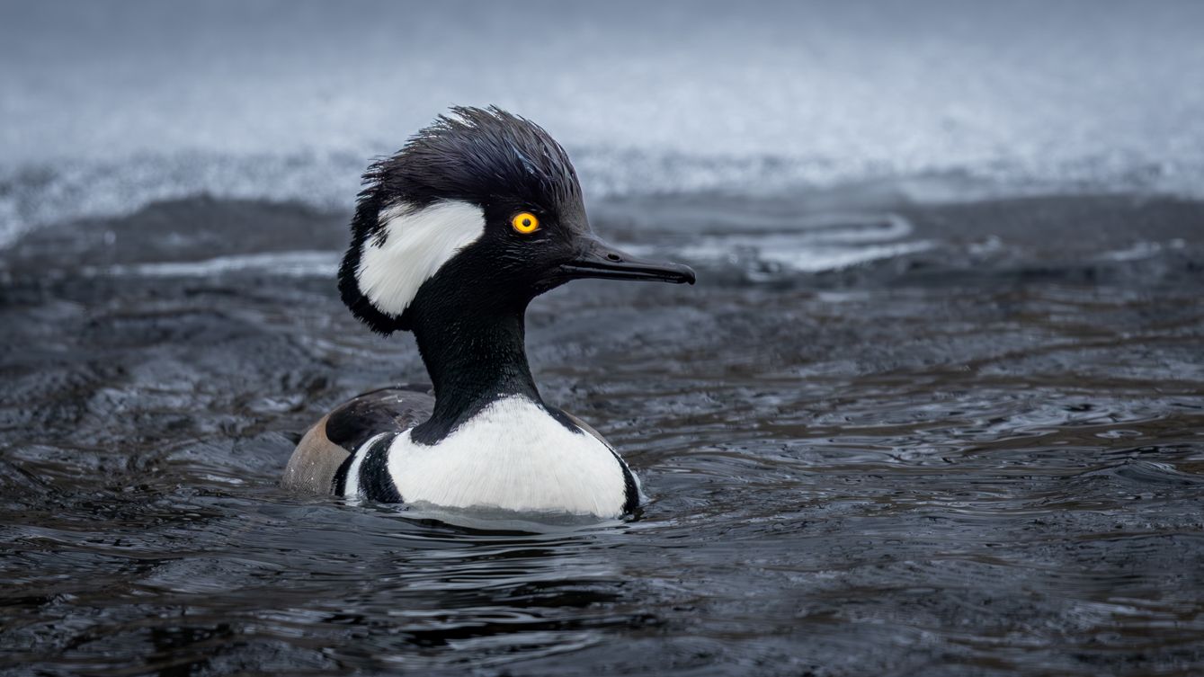 Male Hooded Merganser duck with distinctive black and white crest swimming in dark water.