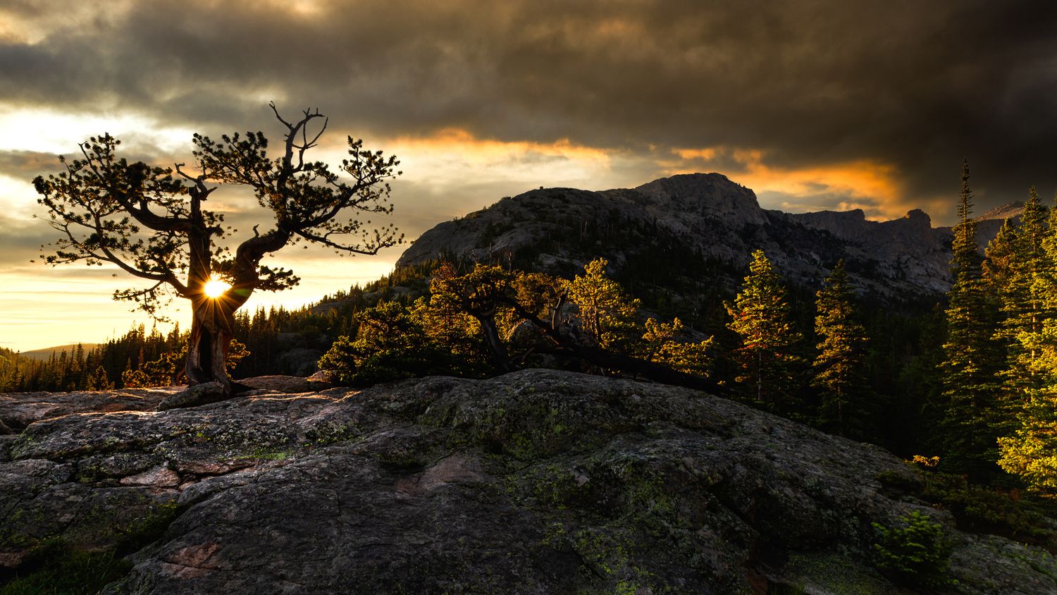 Gnarled tree silhouetted against golden sunset sky with mountain peak in background.