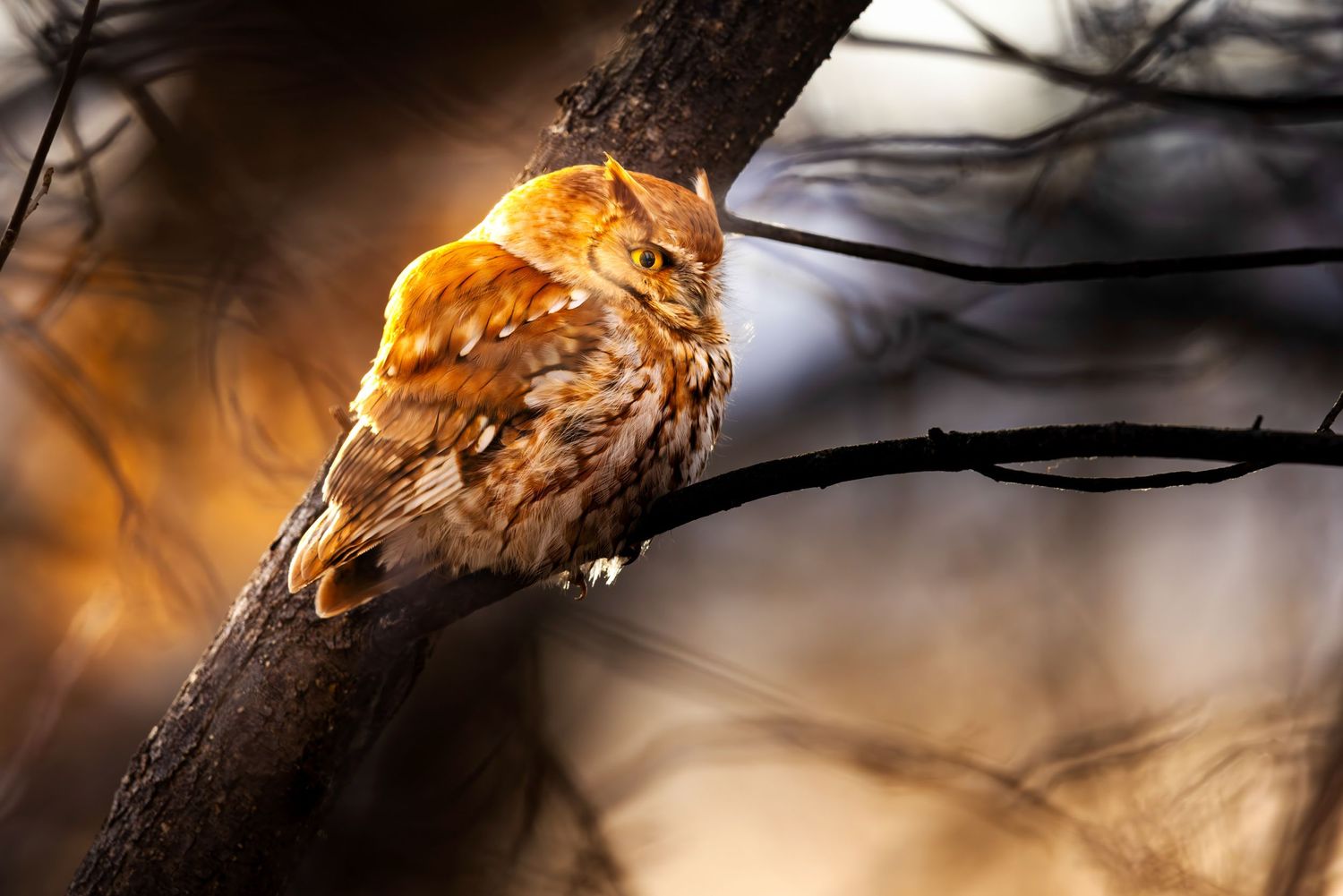 Screech owl resting on tree branch in warm evening light.
