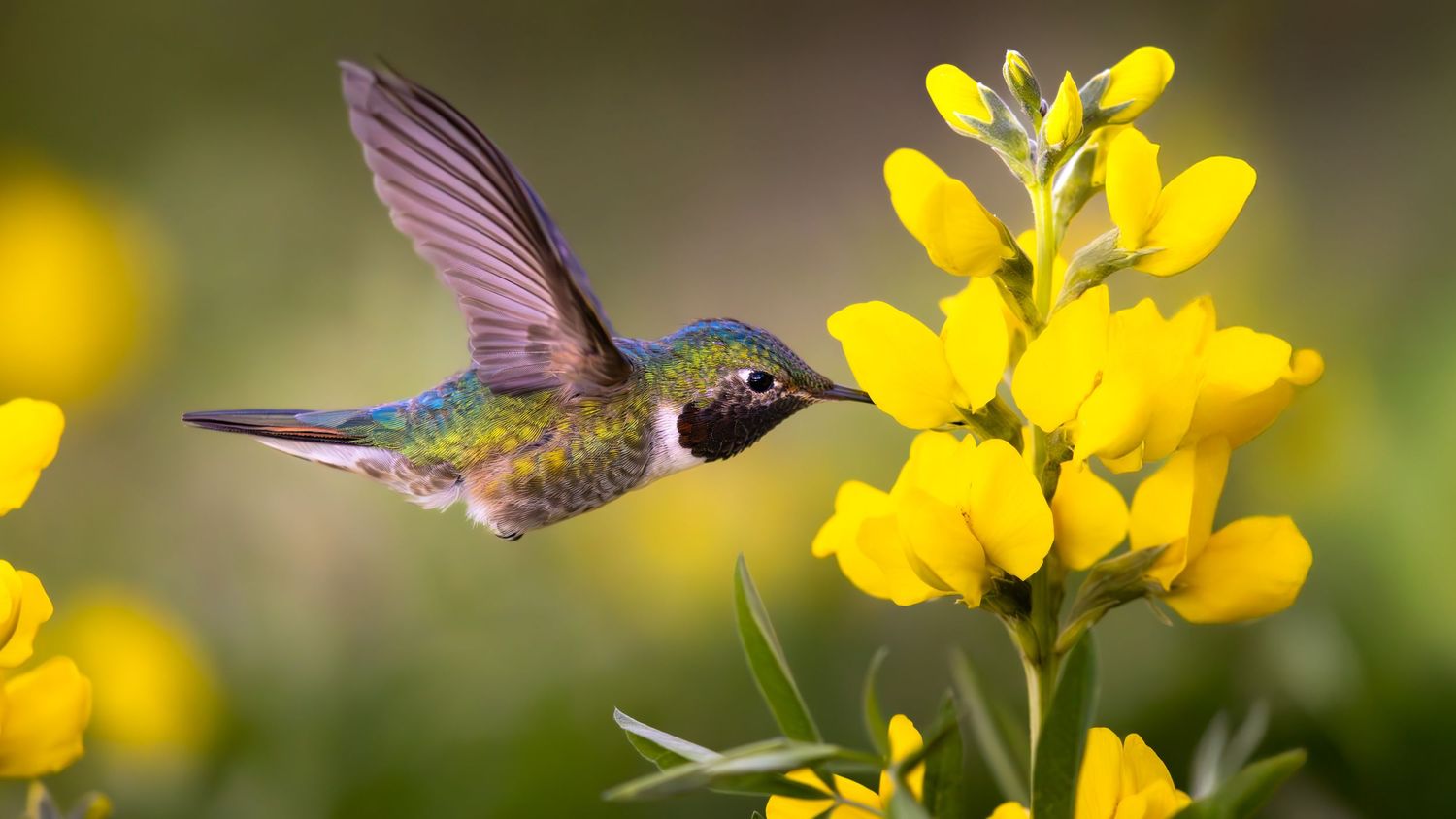 Hummingbird hovering near bright yellow wildflowers in garden setting.