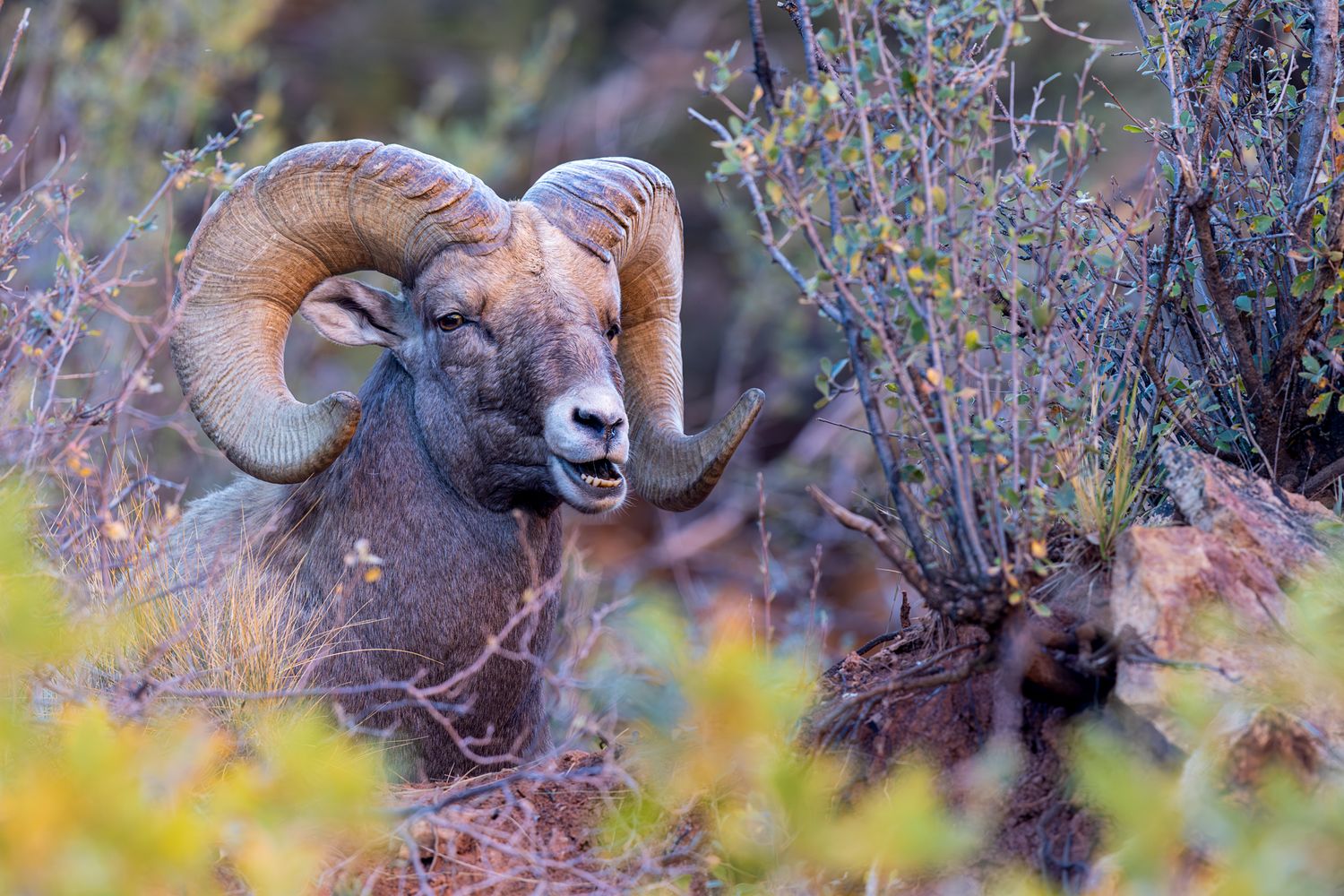 Bighorn sheep resting among purple wildflowers in mountain habitat.