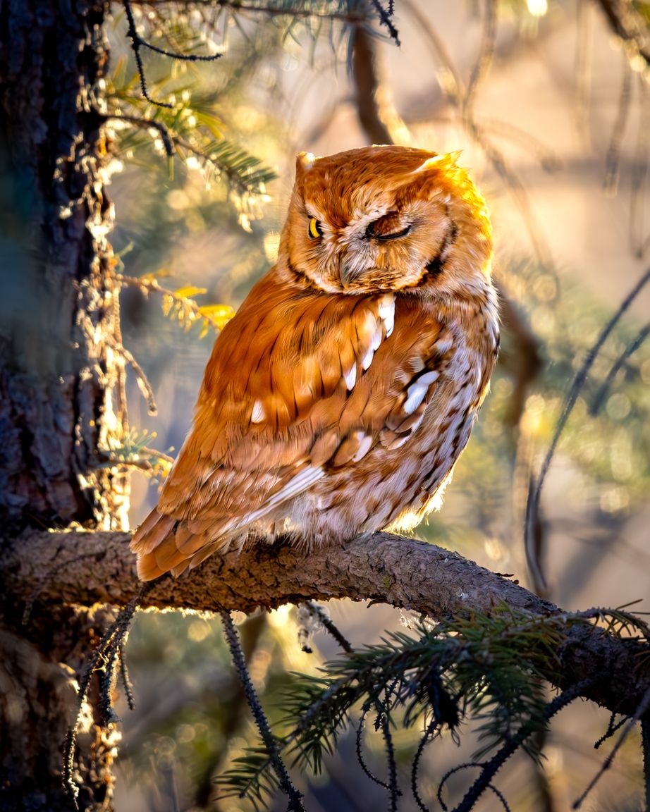 Eastern screech owl perched on a tree branch at sunset with golden bokeh background.