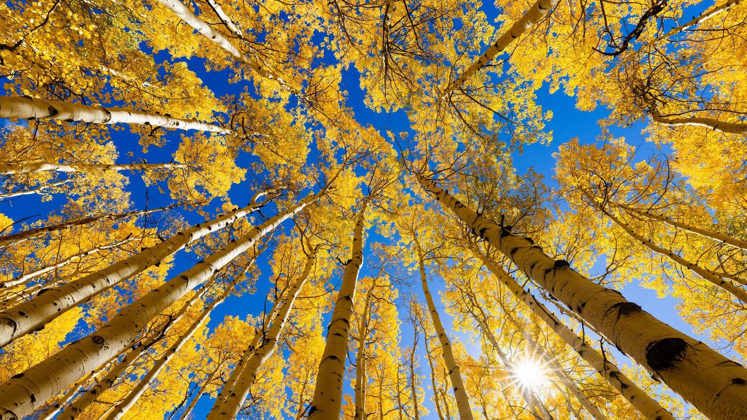 Looking up at golden aspen trees against bright blue sky with sunburst peeking through the autumn foliage.