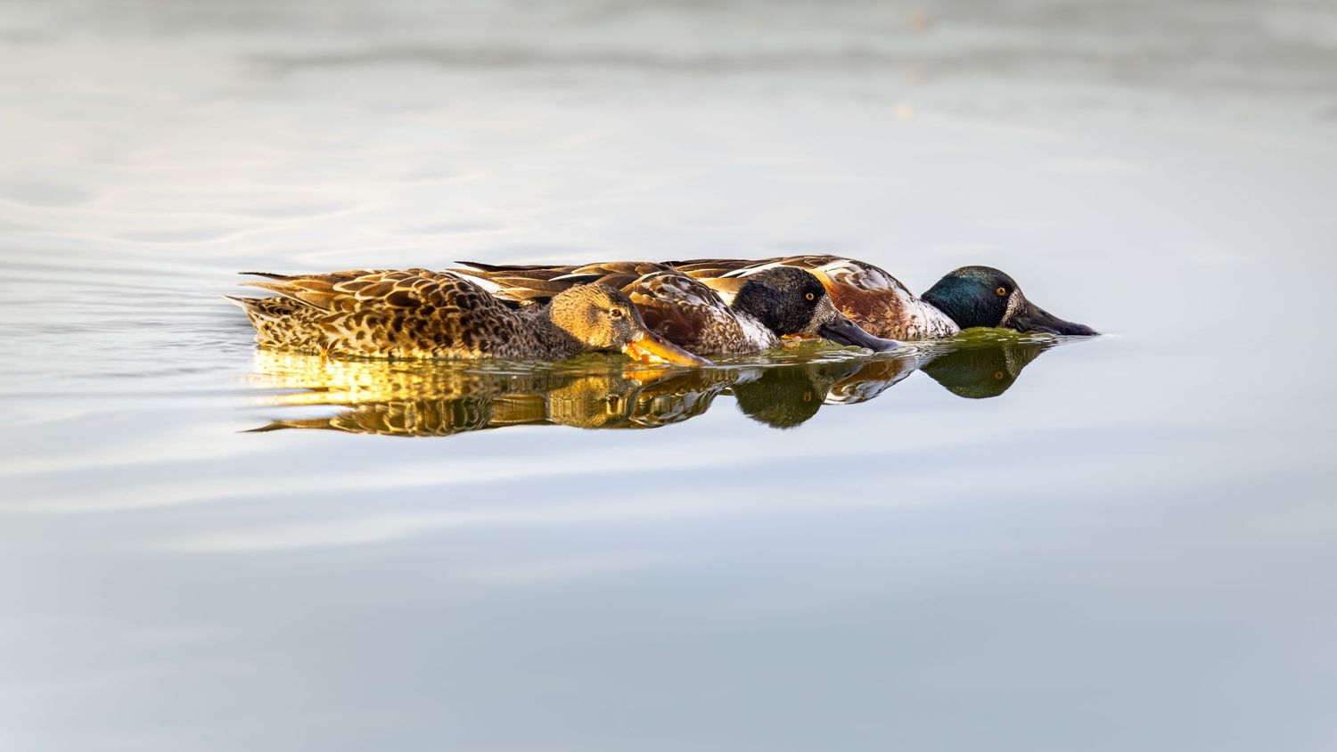 A group of ducks swimming in a line through calm water at sunset.