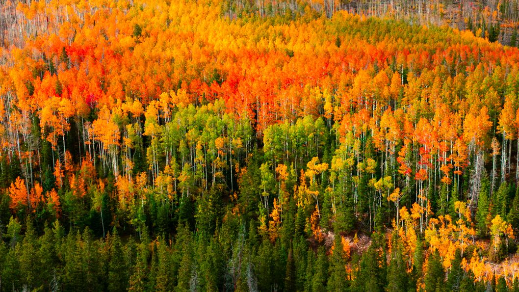Vibrant autumn aspen trees with golden yellow and orange foliage create a stunning panoramic mountain landscape.