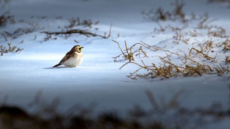 Small sparrow standing in snow-covered winter landscape.