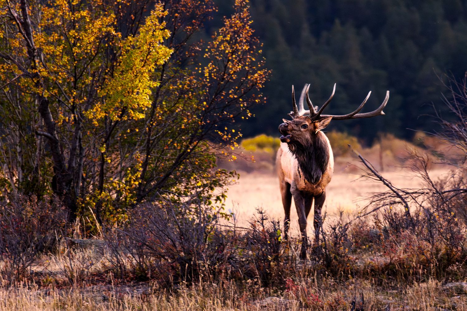 Panoramic view of elk grazing in golden autumn meadow with mountains in background.