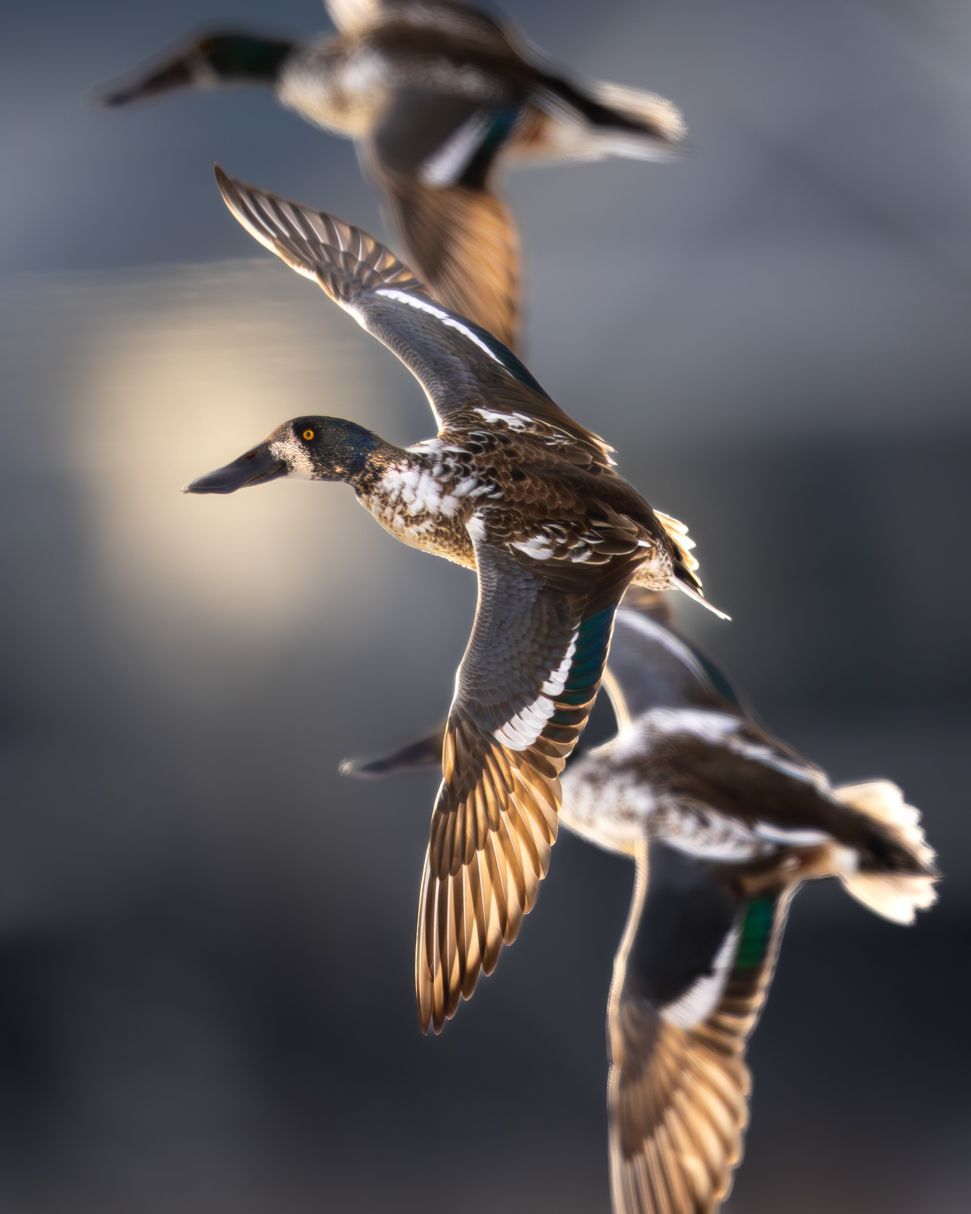 Flying ducks captured in motion with wings spread against blurred background.
