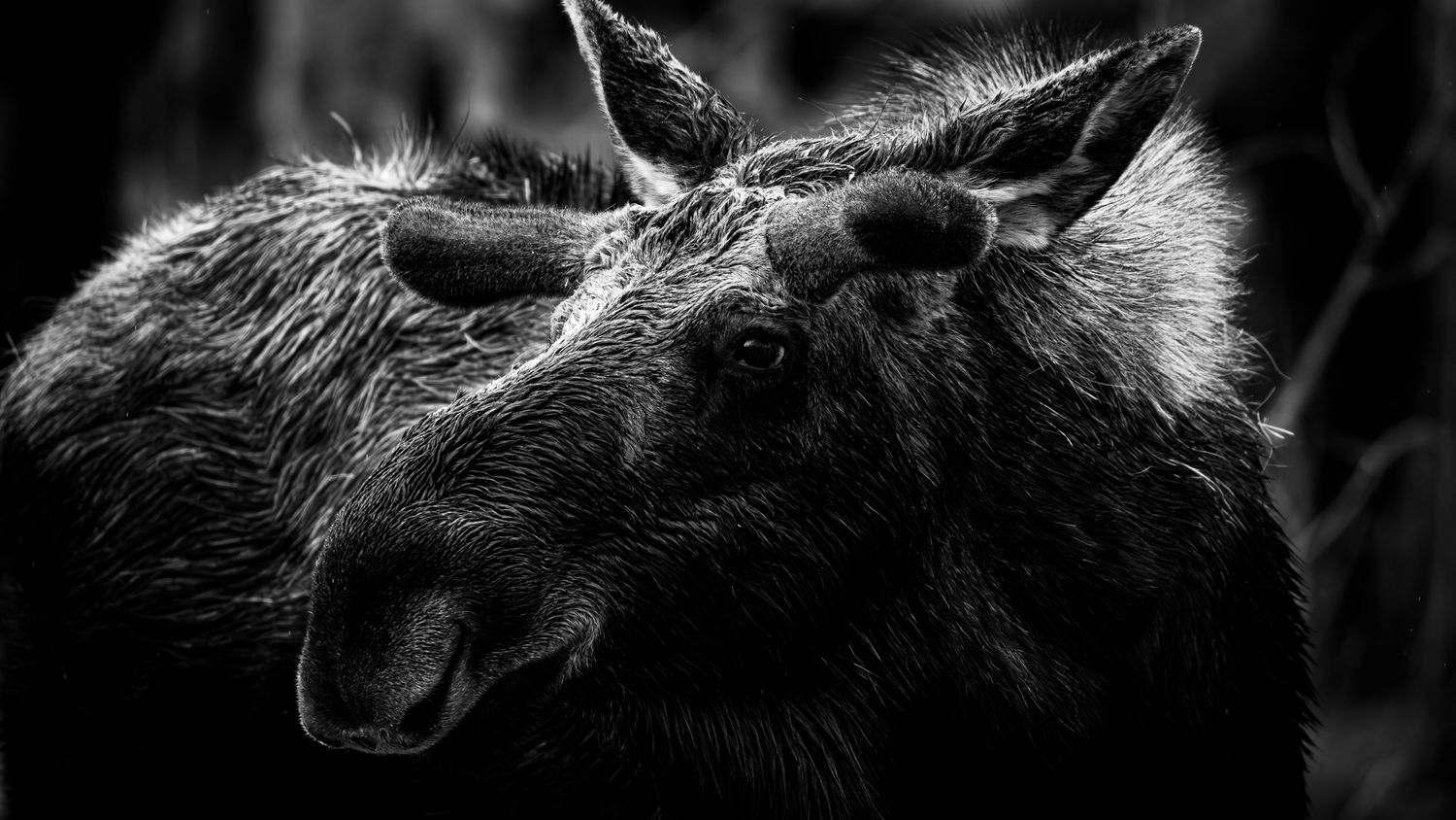Silhouette of a moose against a dark background in a dramatic black and white composition.
