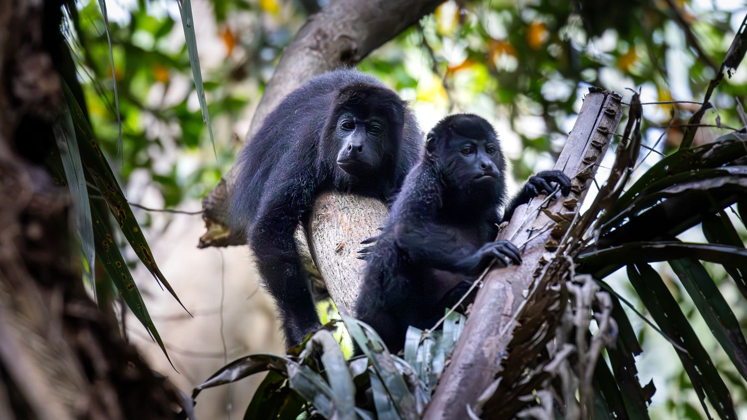 Black howler monkeys resting among green foliage in natural habitat.