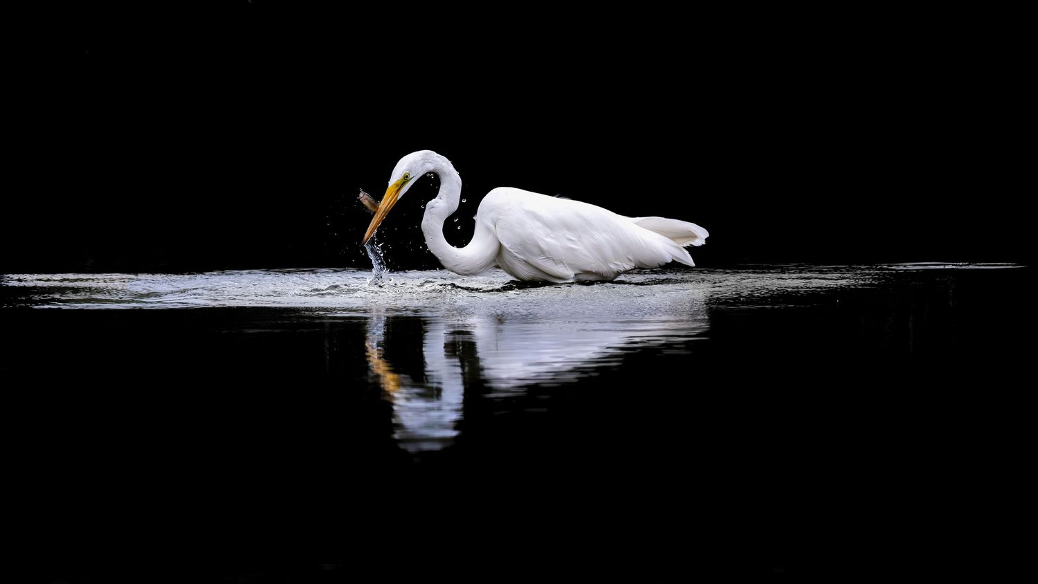 White egret gliding gracefully across dark water in elegant sequence.