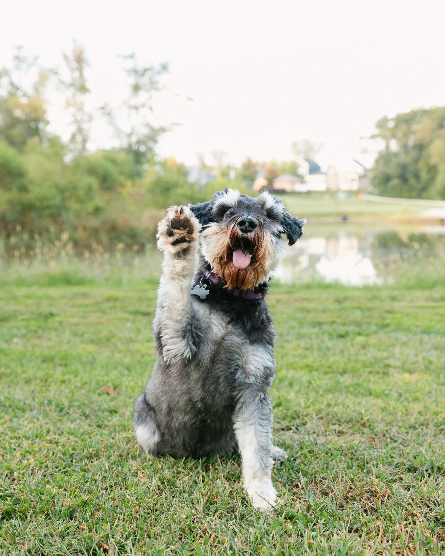 Happy gray schnauzer dog raises paw while sitting in grassy field.