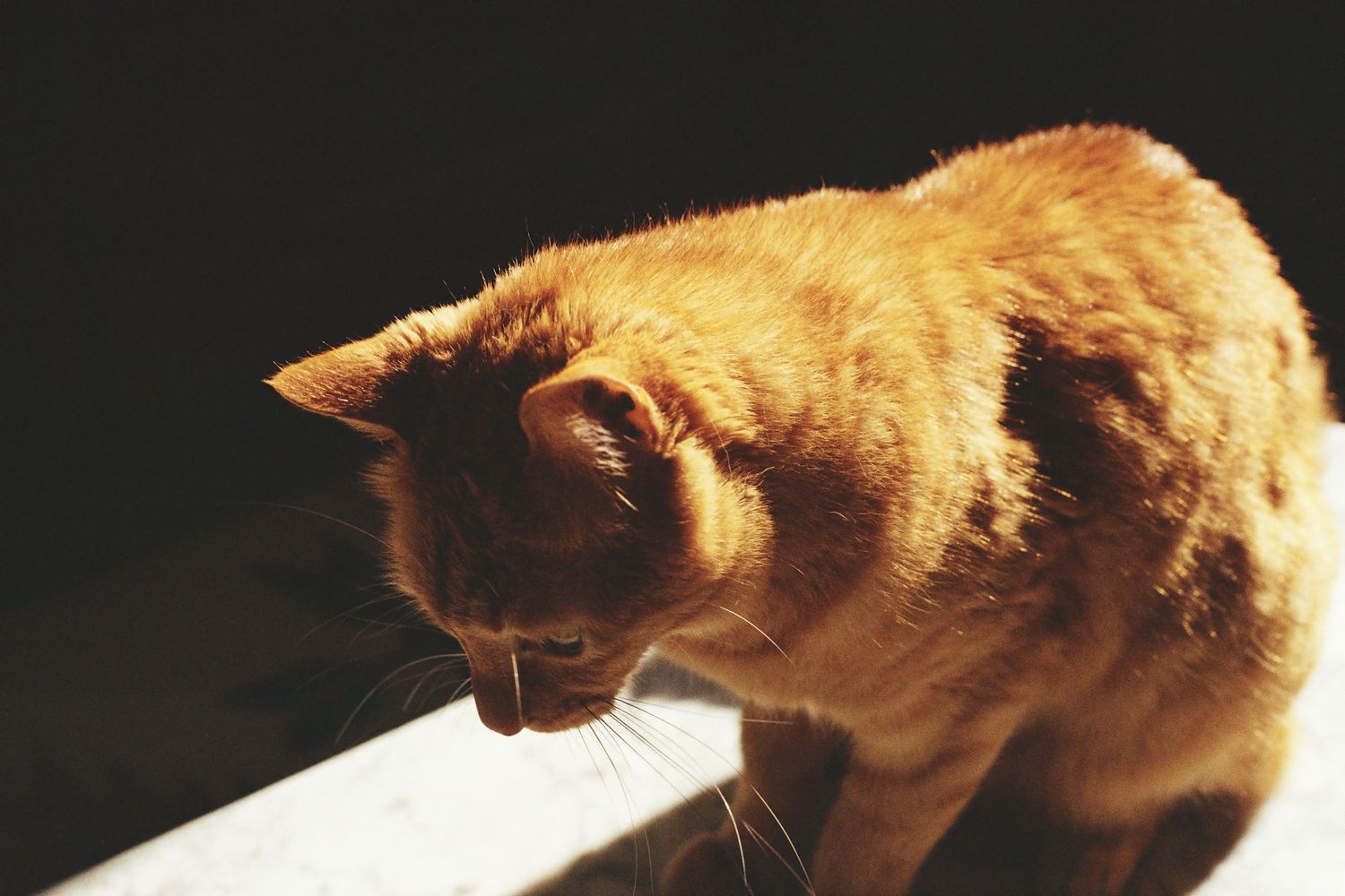 Photo argentique d'un chat roux sur fond contrasté