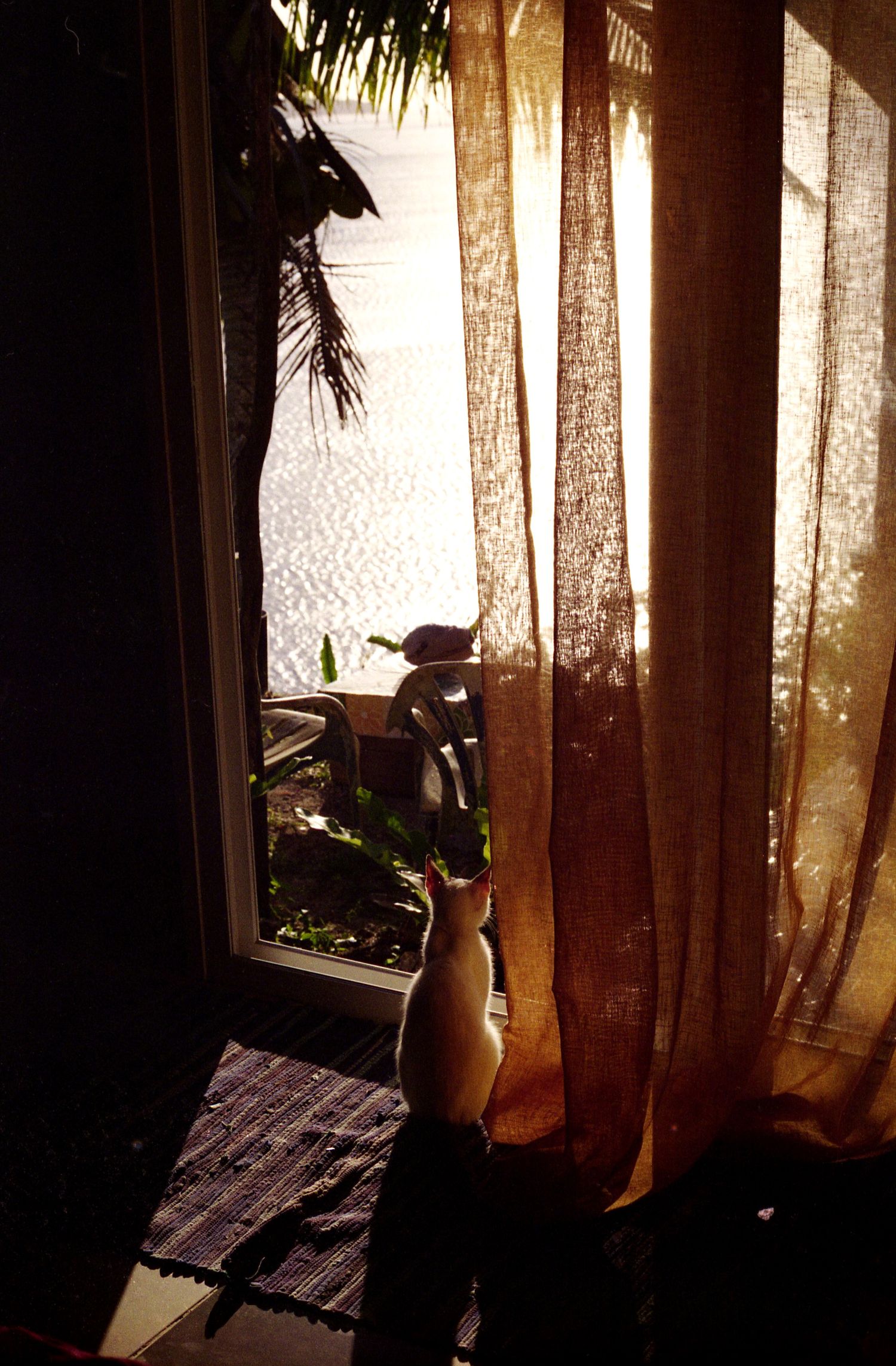 Photo argentique d'un chaton de dos assis devant une porte vitrée entrouverte. Au loin, on aperçoit la mer et un cocotier