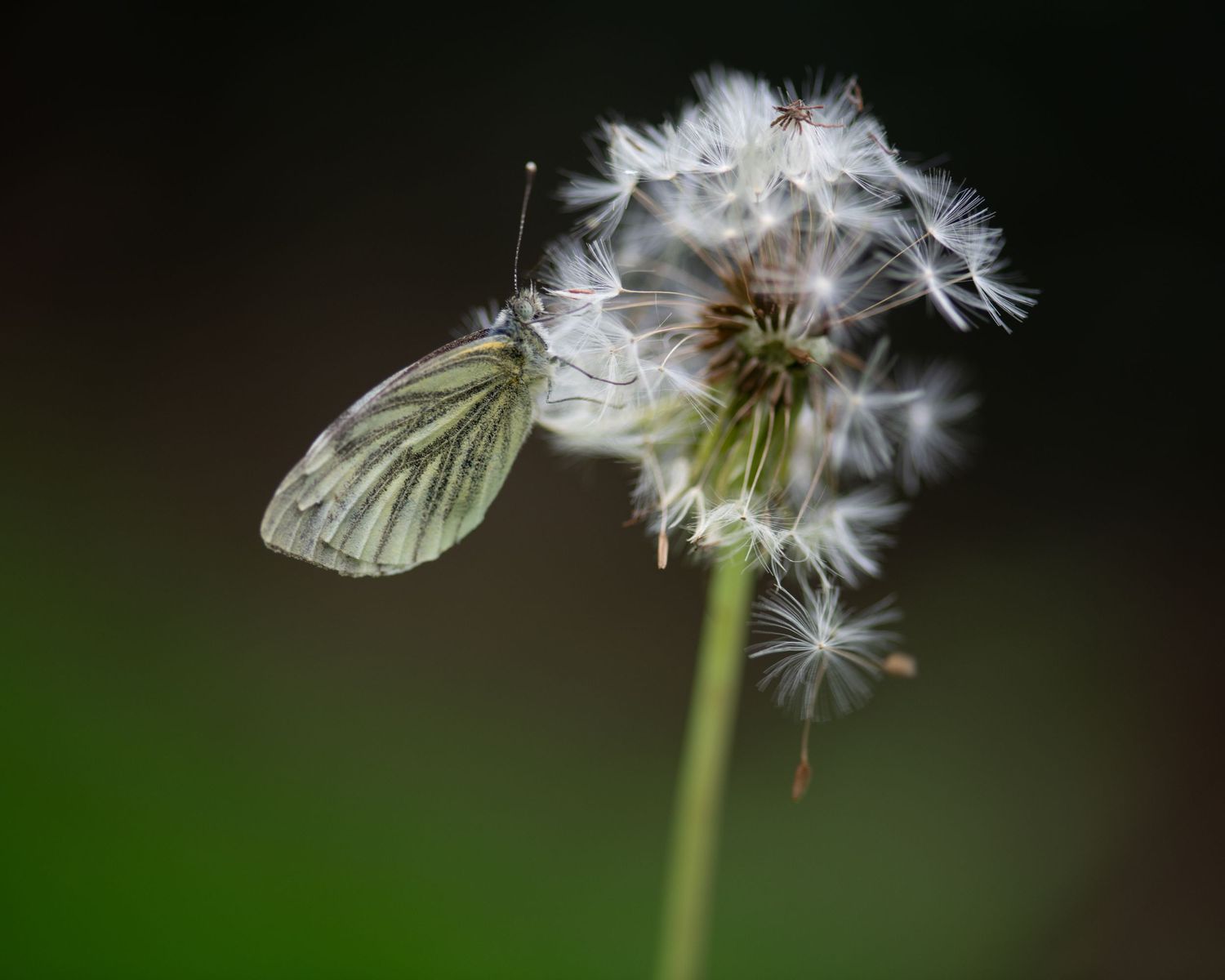 White butterfly resting on a dandelion seedhead in soft focus.