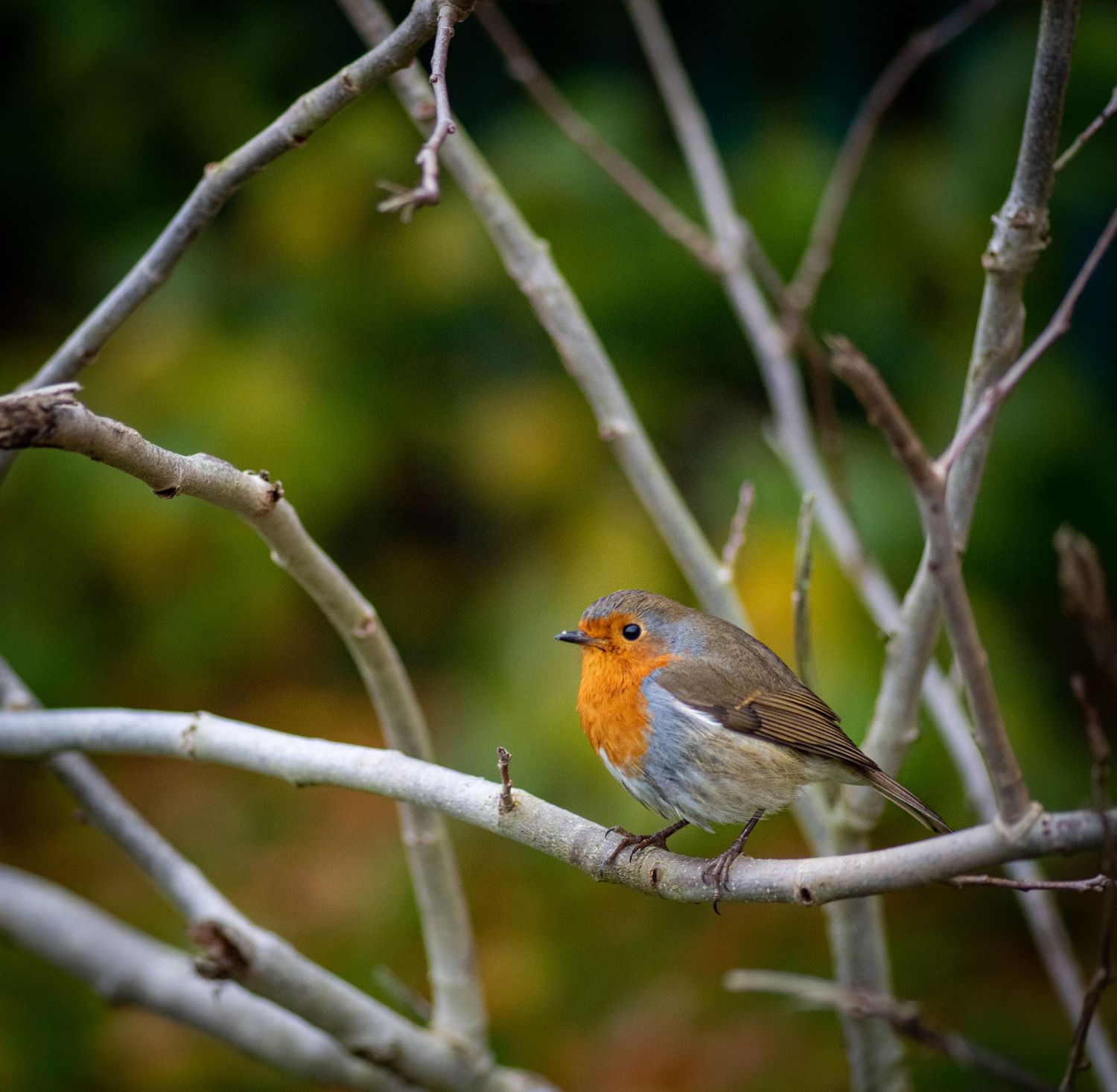 European robin perched on a bare winter branch with orange breast feathers.