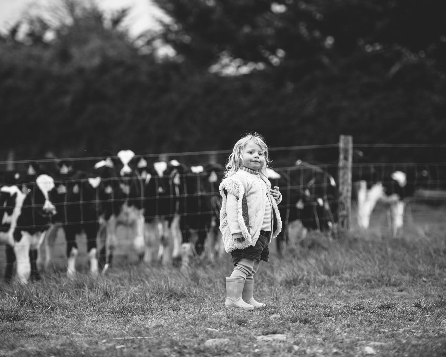 Black and white farm scene with dairy cows grazing in background.