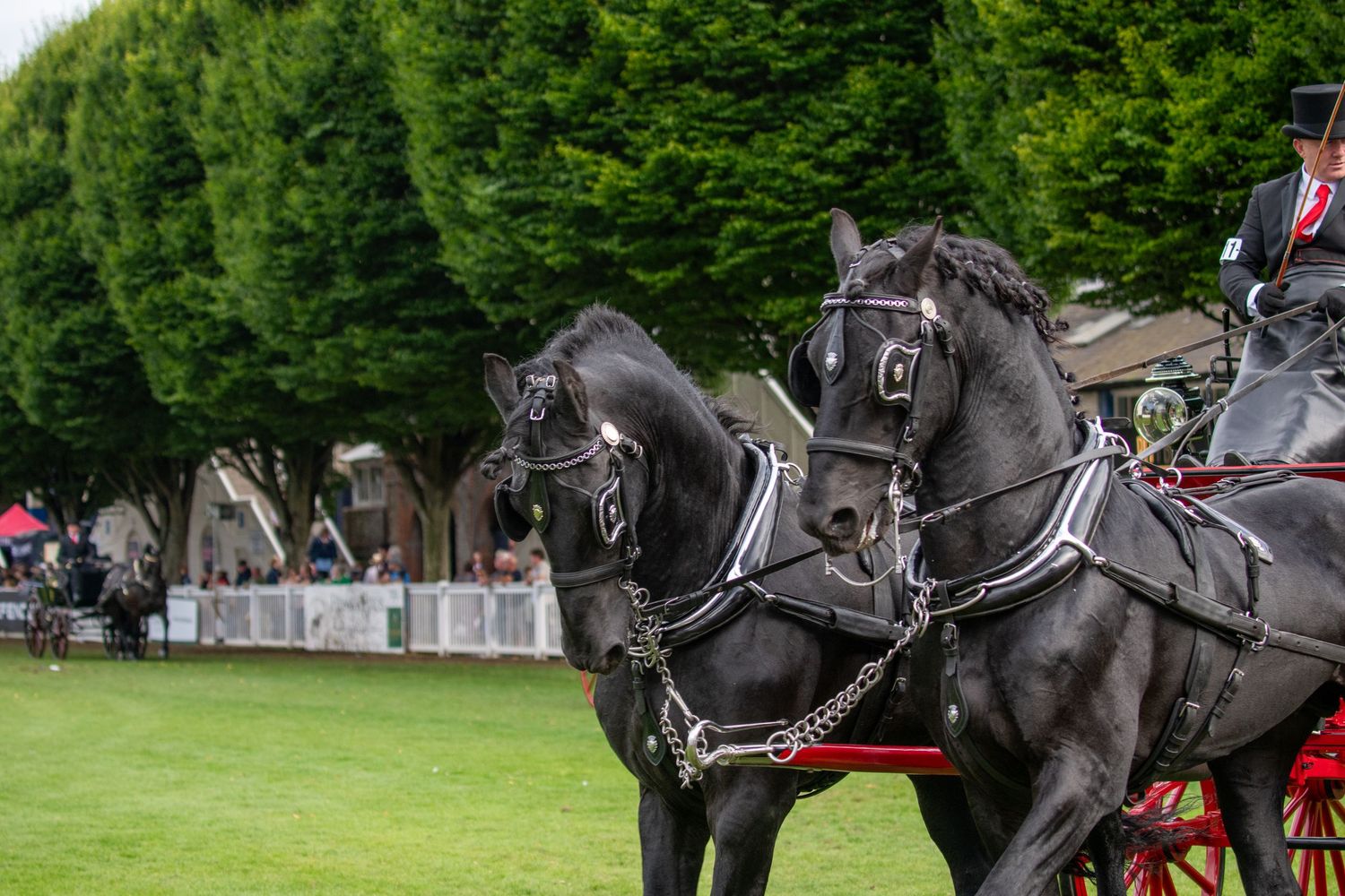 Row of black horses in harnesses performing at an outdoor equestrian event.