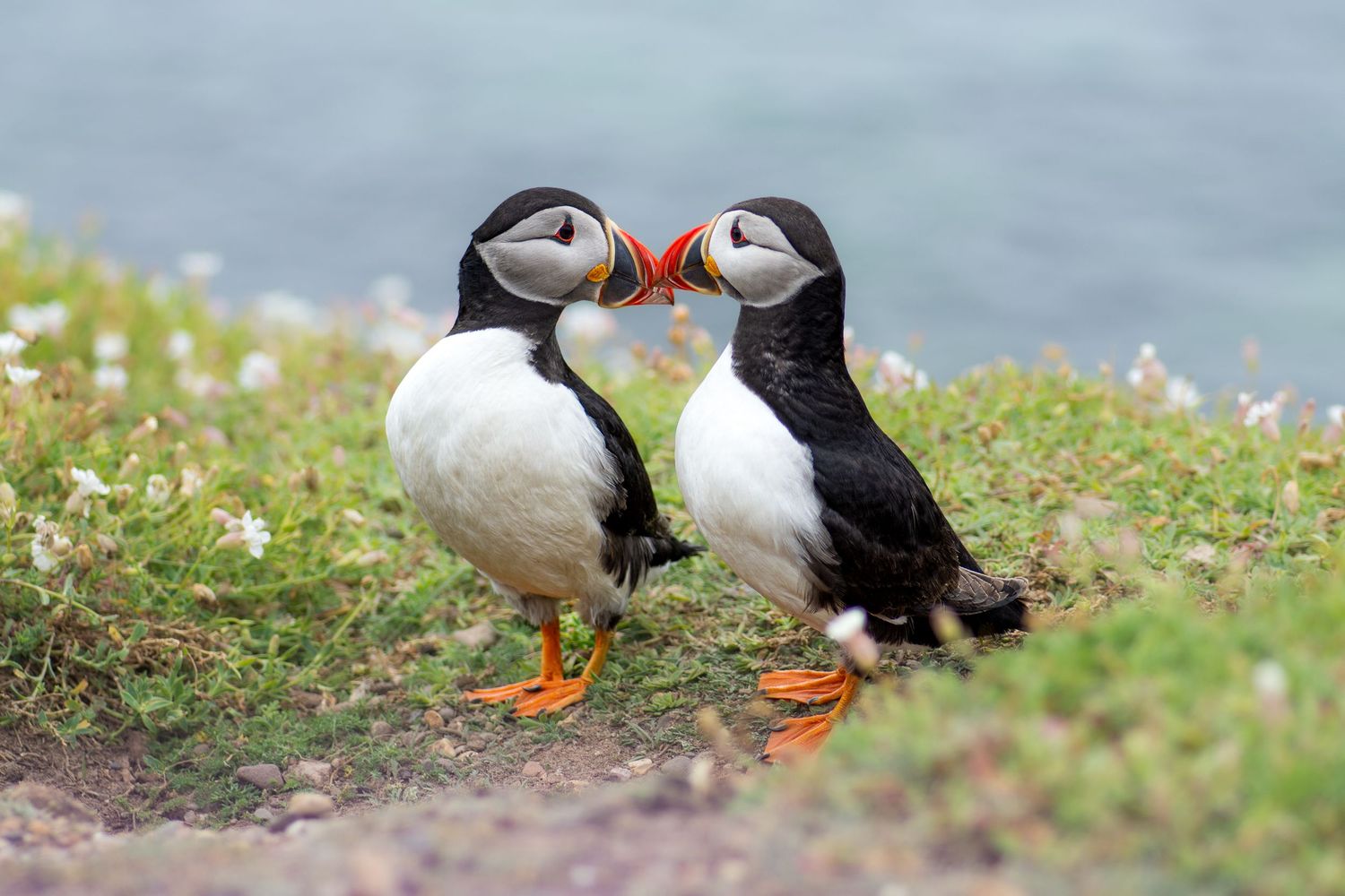 Two Atlantic puffins touching beaks on a grassy coastal cliff.