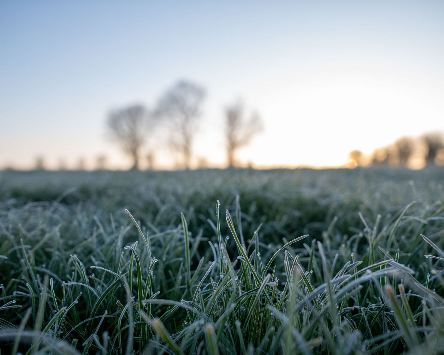 Frosty grass blades at dawn with silhouetted trees on the horizon.