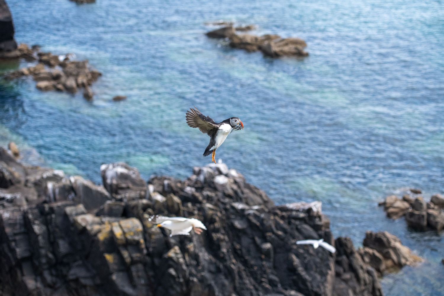 Puffin in flight over rocky coastal cliffs against blue ocean water.