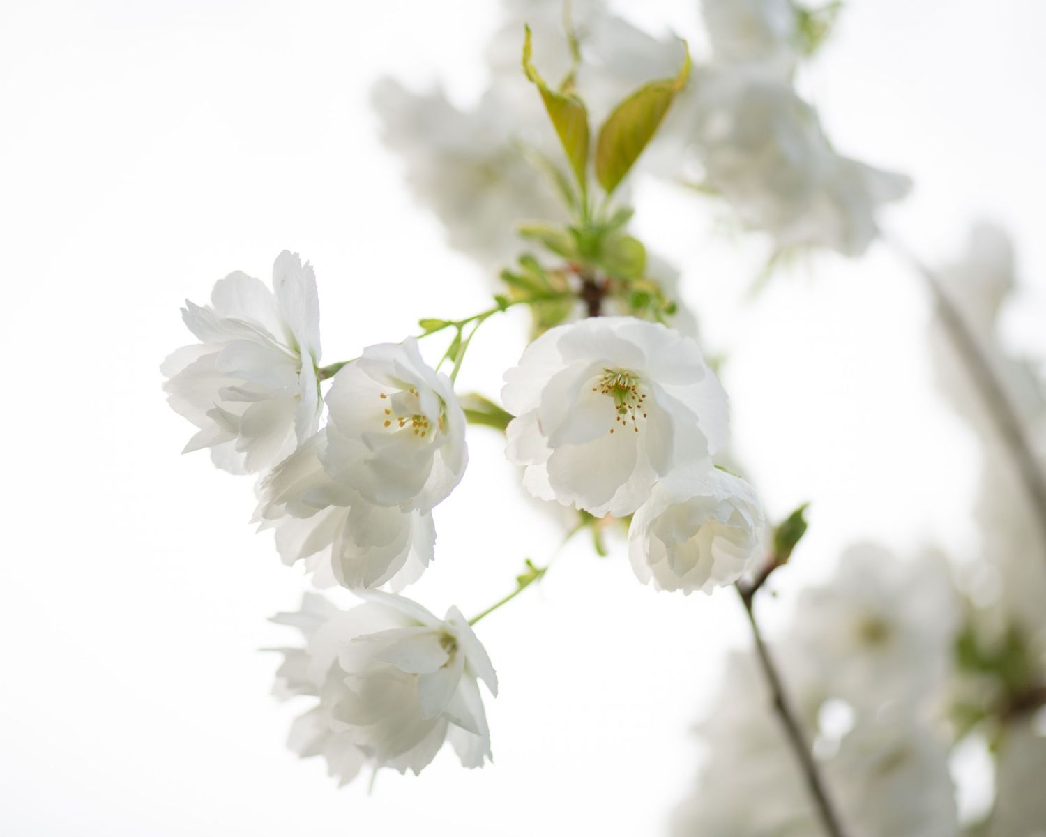 Delicate white cherry blossoms photographed against bright white background.