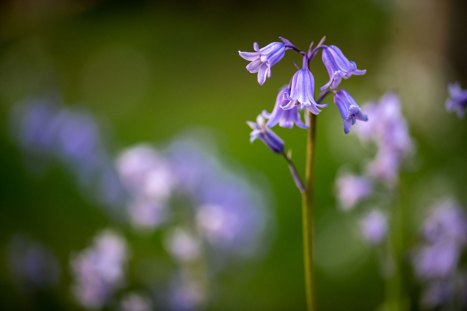 Close-up of delicate purple bluebell flowers with soft bokeh background.