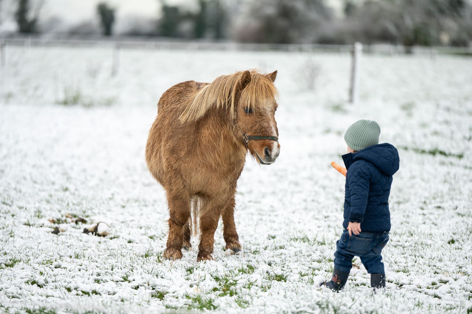 Small pony walking through snowy field with winter gear visible.