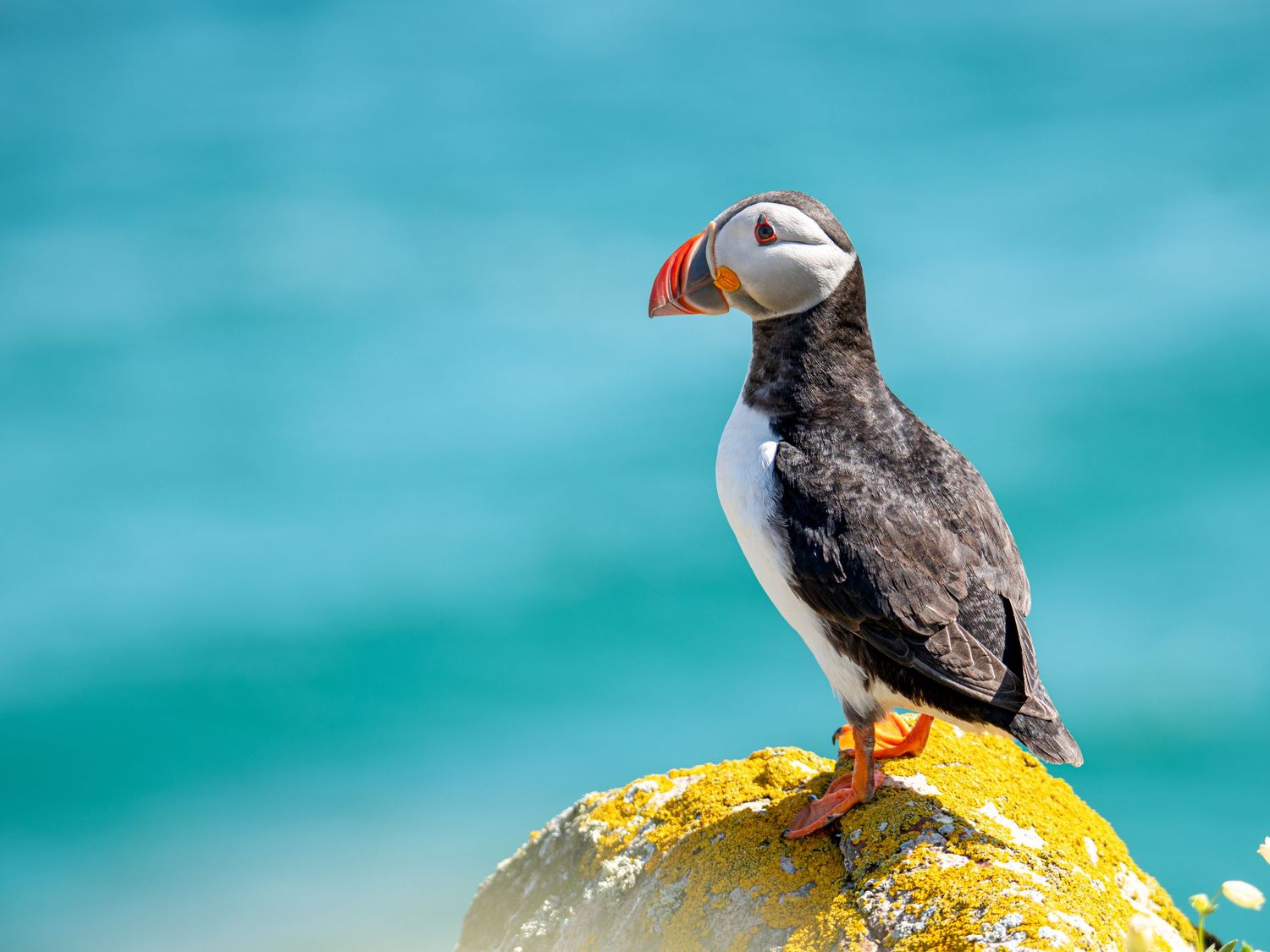 Several puffins perched on a yellow rock against a vibrant turquoise ocean background.