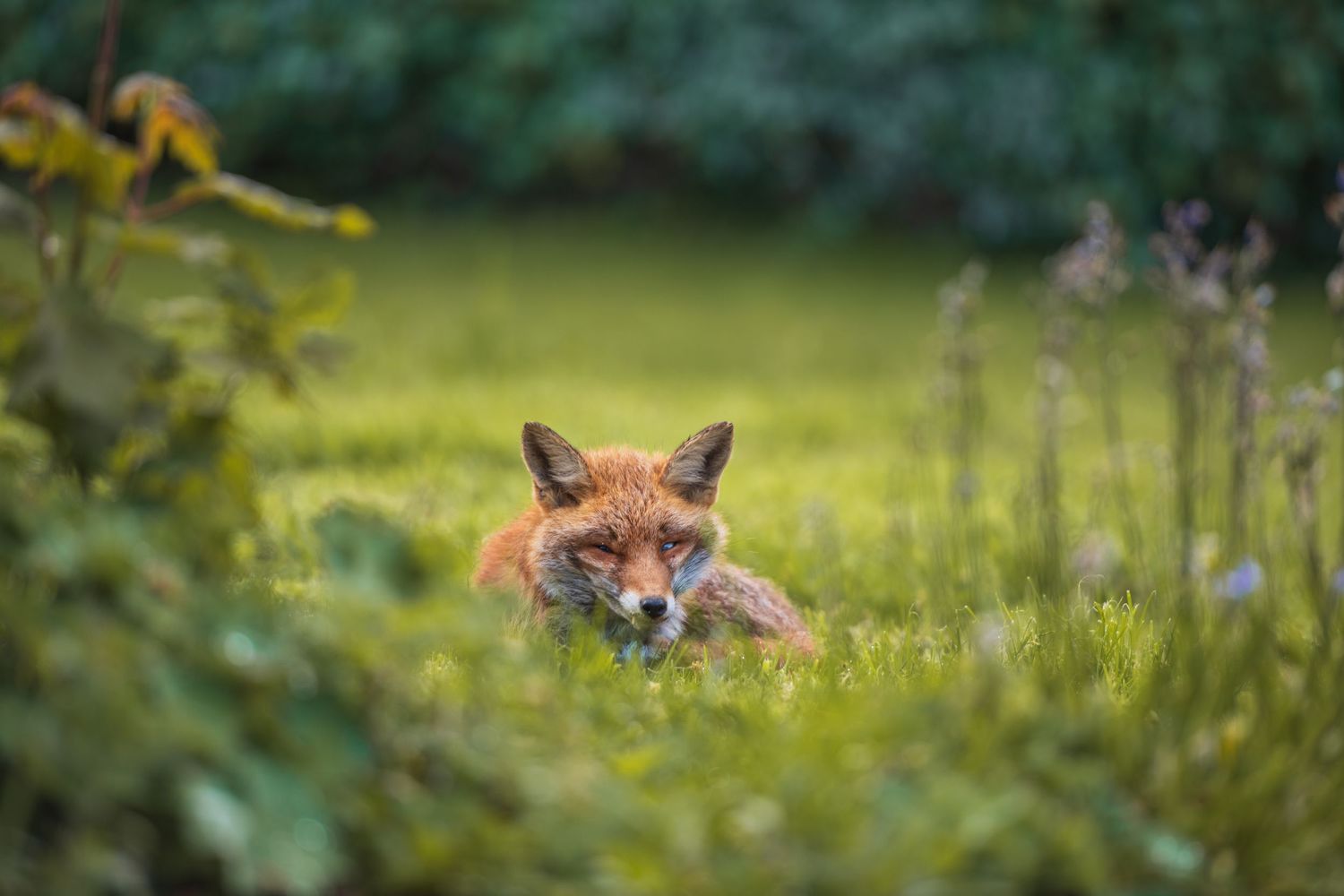 Red fox peering through tall grass in a lush green meadow.
