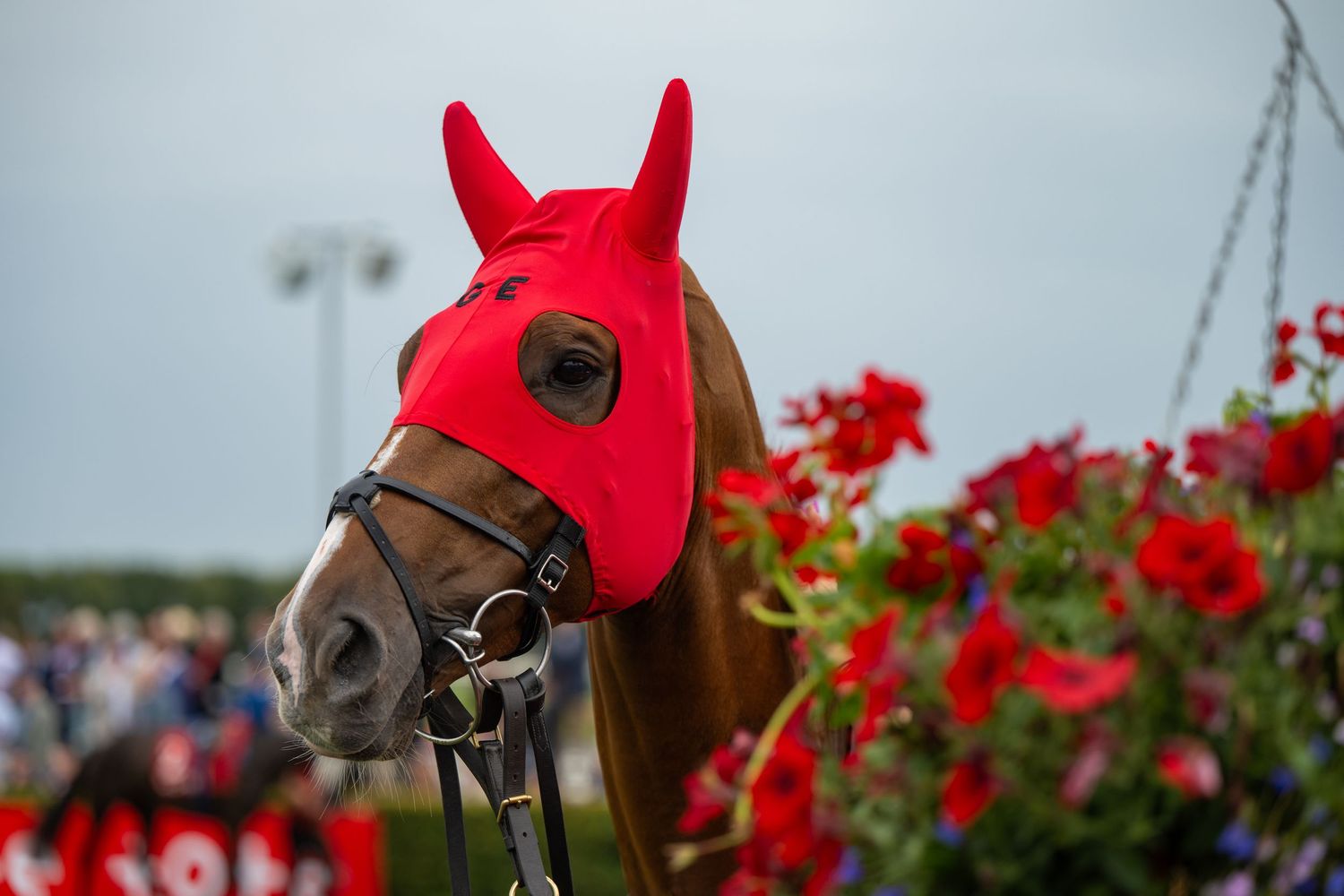 Red flowers frame a close-up view of horses wearing riding equipment.