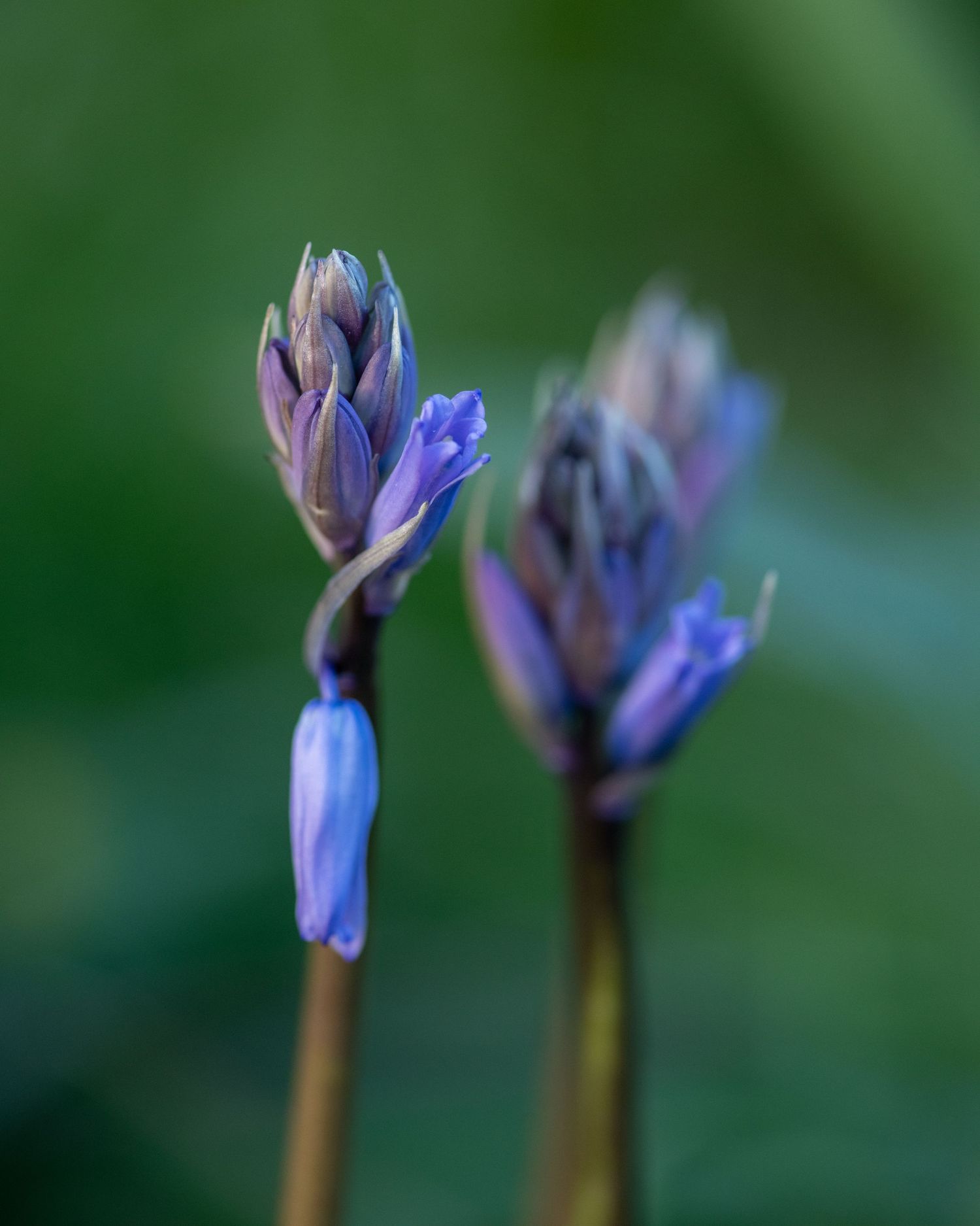 Two delicate purple wildflowers blooming against a blurred green background.