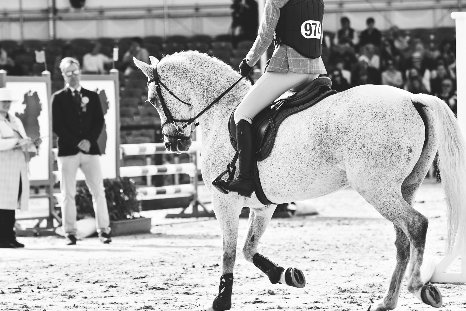 Black and white photo of an equestrian competition featuring a dressage rider on a white horse.