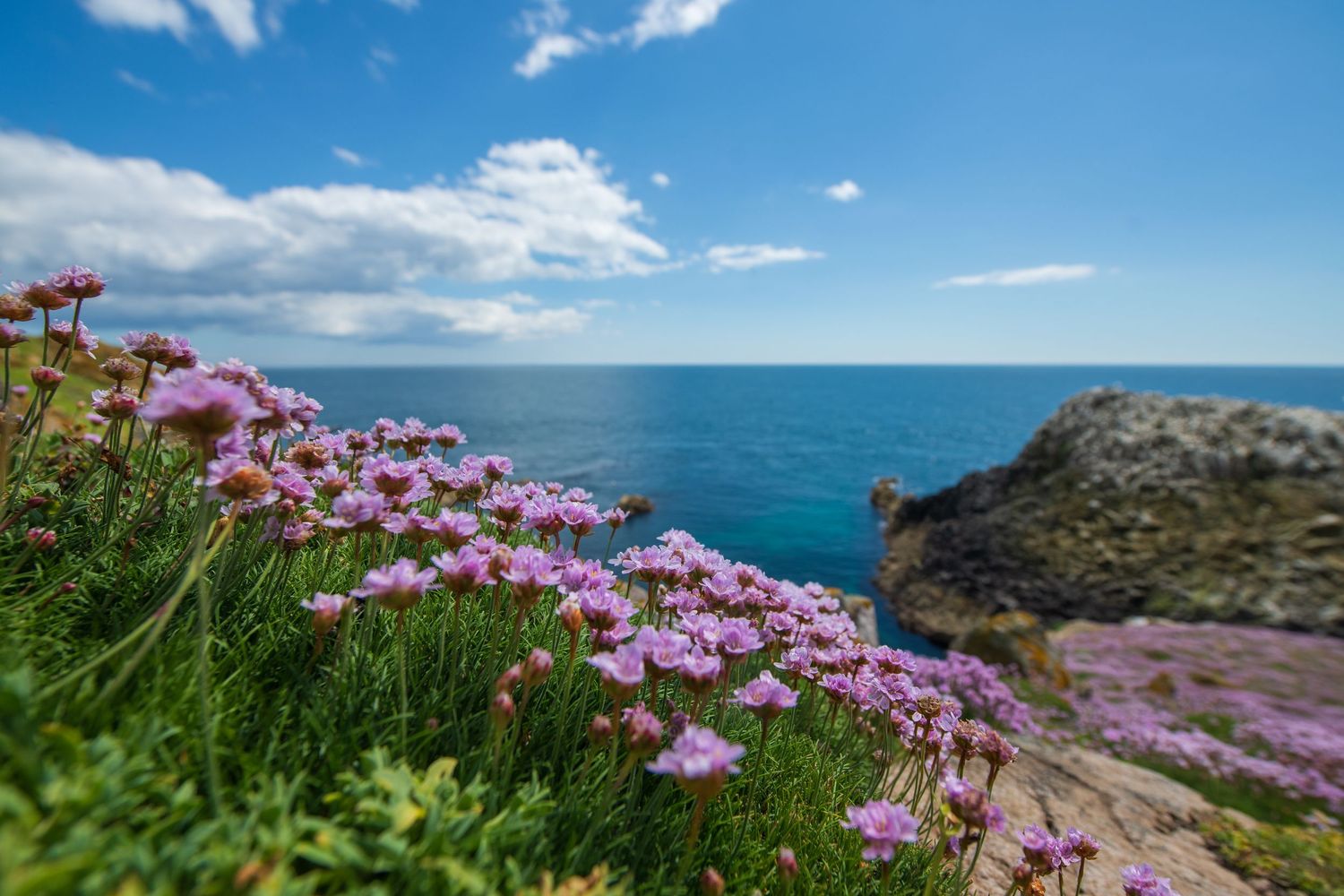 Pink coastal flowers blooming on cliff edge overlooking bright blue ocean.