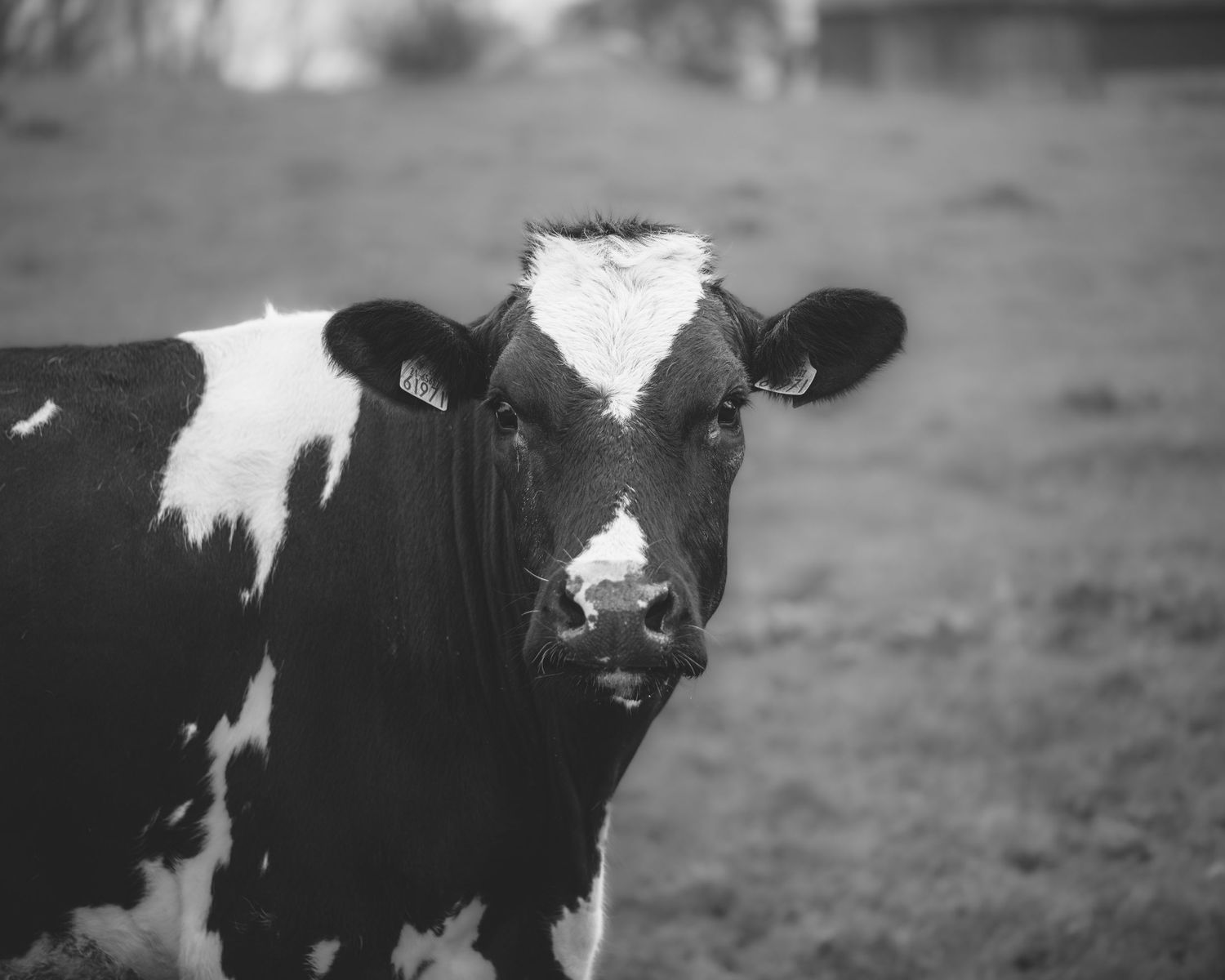 Close-up black and white portrait of a Holstein dairy cow with distinctive white and black markings.